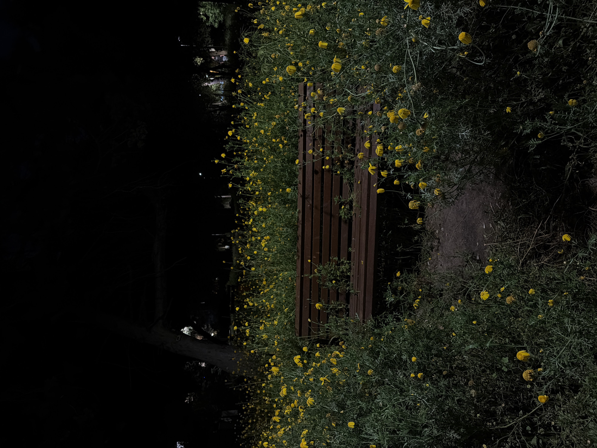 A park bench is situated along a dimly lit path, flanked by dense clusters of yellow wildflowers. The location is Tel Aviv, Israel. The path is obscured by darkness, with faint lights suggesting an urban environment. The bench appears to be made of dark-stained wood and is surrounded by foliage.