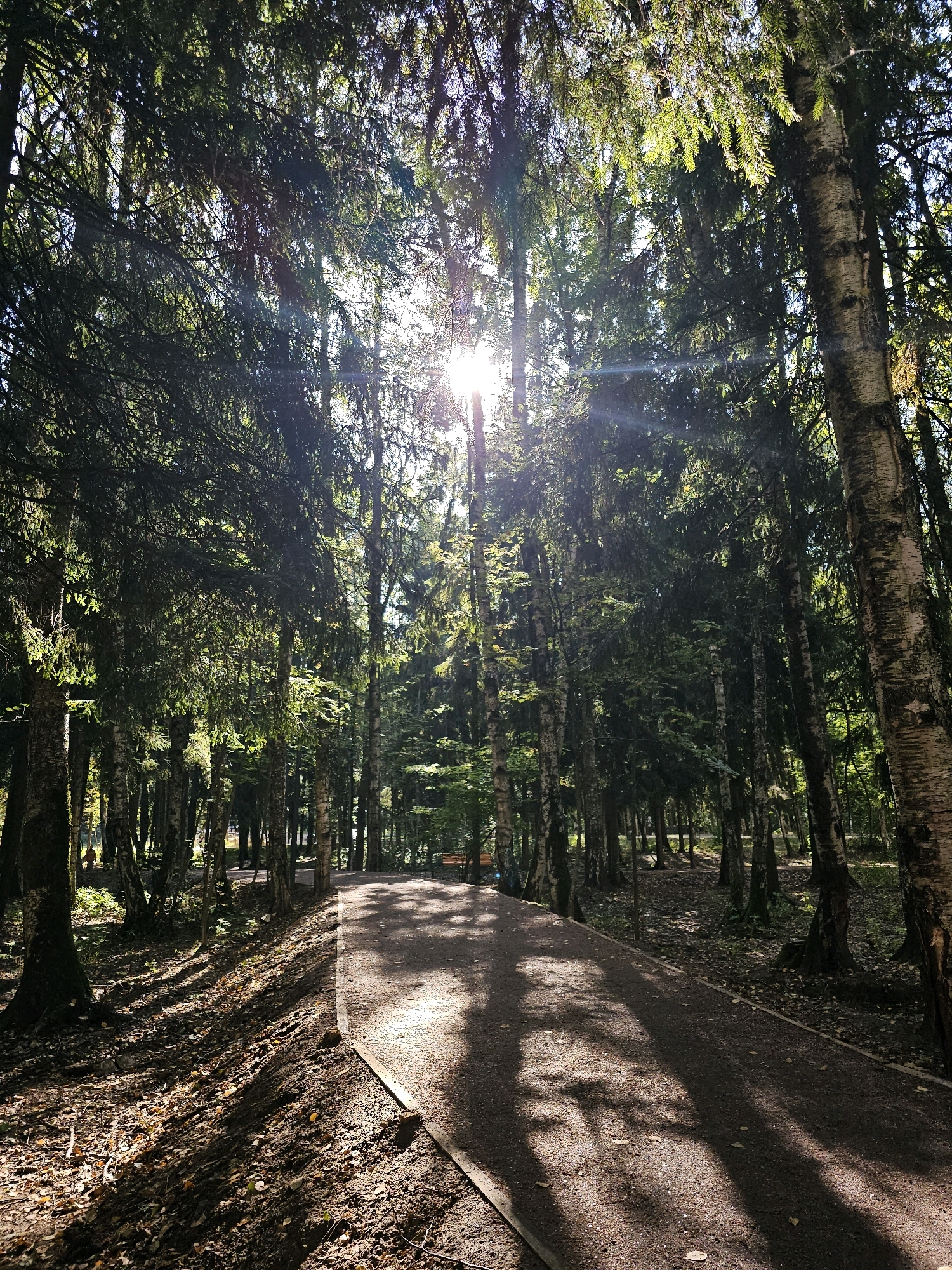 The image depicts a sun-dappled forest path in Odintsovo, Russia. The path, made of dark aggregate material, curves gently into the distance, bordered by a sparse planting of trees, predominantly birches and conifers. Sunlight filters through the dense canopy, creating a play of light and shadow on the path and the forest floor. Scattered leaves and fallen branches are visible on the ground. The scene conveys a tranquil, natural setting within the city, suggesting it is a park or a wooded recreational area. There are no people or animals visible in the frame.