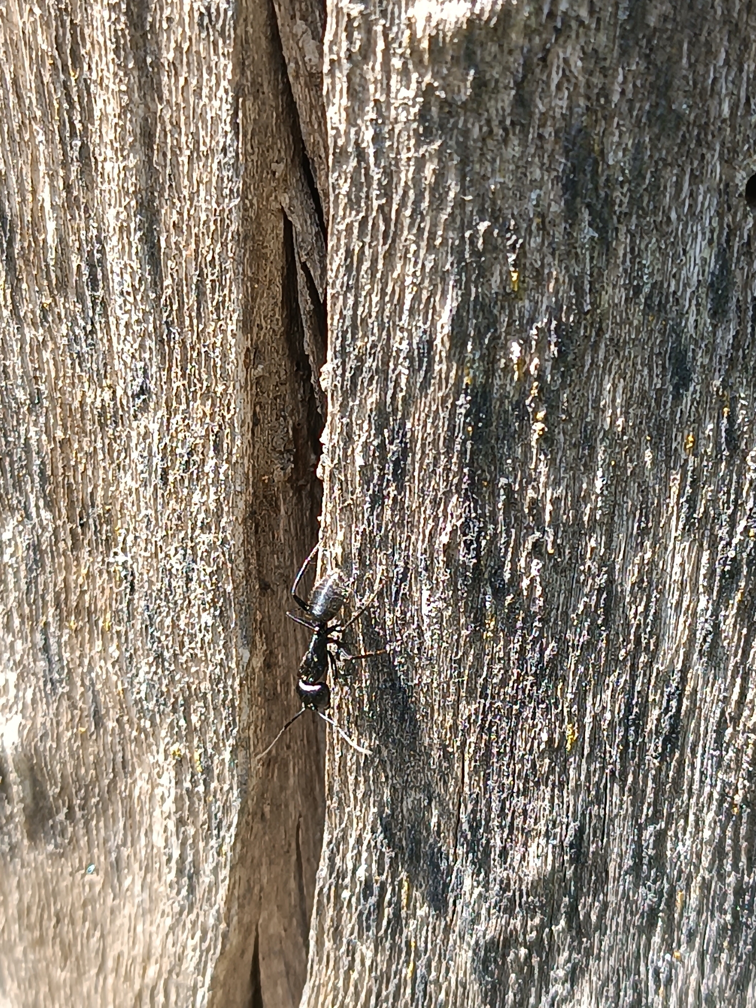 A close-up shows a carpenter ant scaling a weathered, wooden surface, possibly part of a fence or structure. The wood displays a deep vertical grain and several cracks. The ant is black with pale bands on its abdomen. The location is unknown, but the user asked for a location in Brescello, Italy, despite the image not necessarily being taken there.