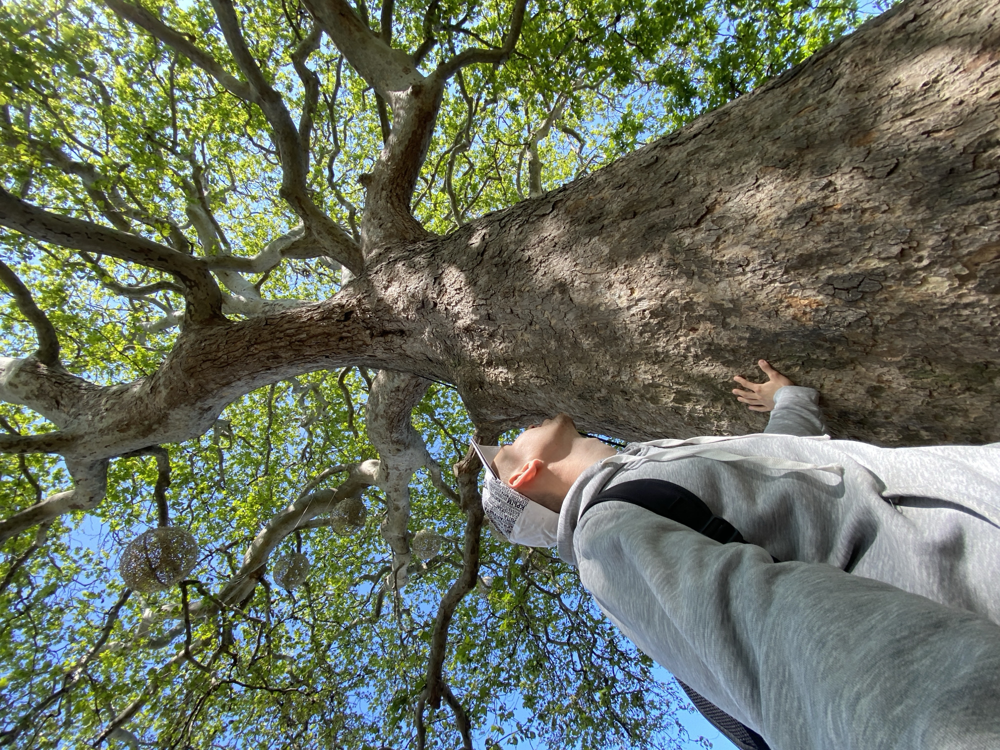 A low-angle, eye-level photograph shows a person touching the bark of a large tree with green leaves against a blue sky. The person is wearing a gray hooded sweatshirt, a black backpack strap is visible, and they have a white cap with possible lettering or design on it. The tree trunk is thick with textured bark. In the upper left quadrant of the image, a set of three round woven decorations are hanging from a branch. The location is город Ялта, Ukraine.