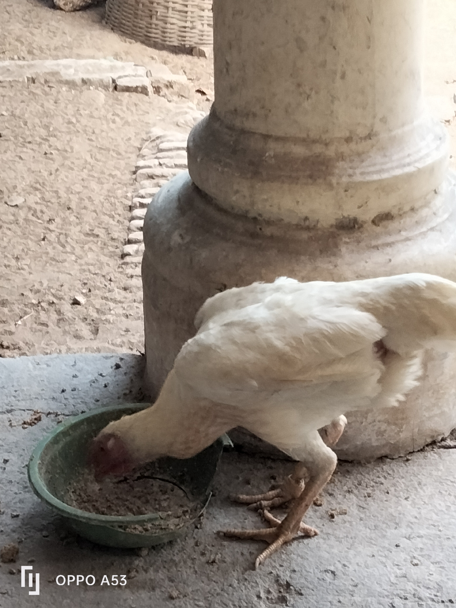 A pale yellow chicken is shown from the side, eating from a green bowl of feed placed on a concrete surface. The chicken's head is lowered into the bowl, and its beak is visible. In the background, a large, fluted stone column rises, with a textured, sandy ground visible behind it. The setting appears to be an outdoor area, possibly a courtyard or a rural environment. The image also has an "OPPO A53" watermark in the lower left corner.