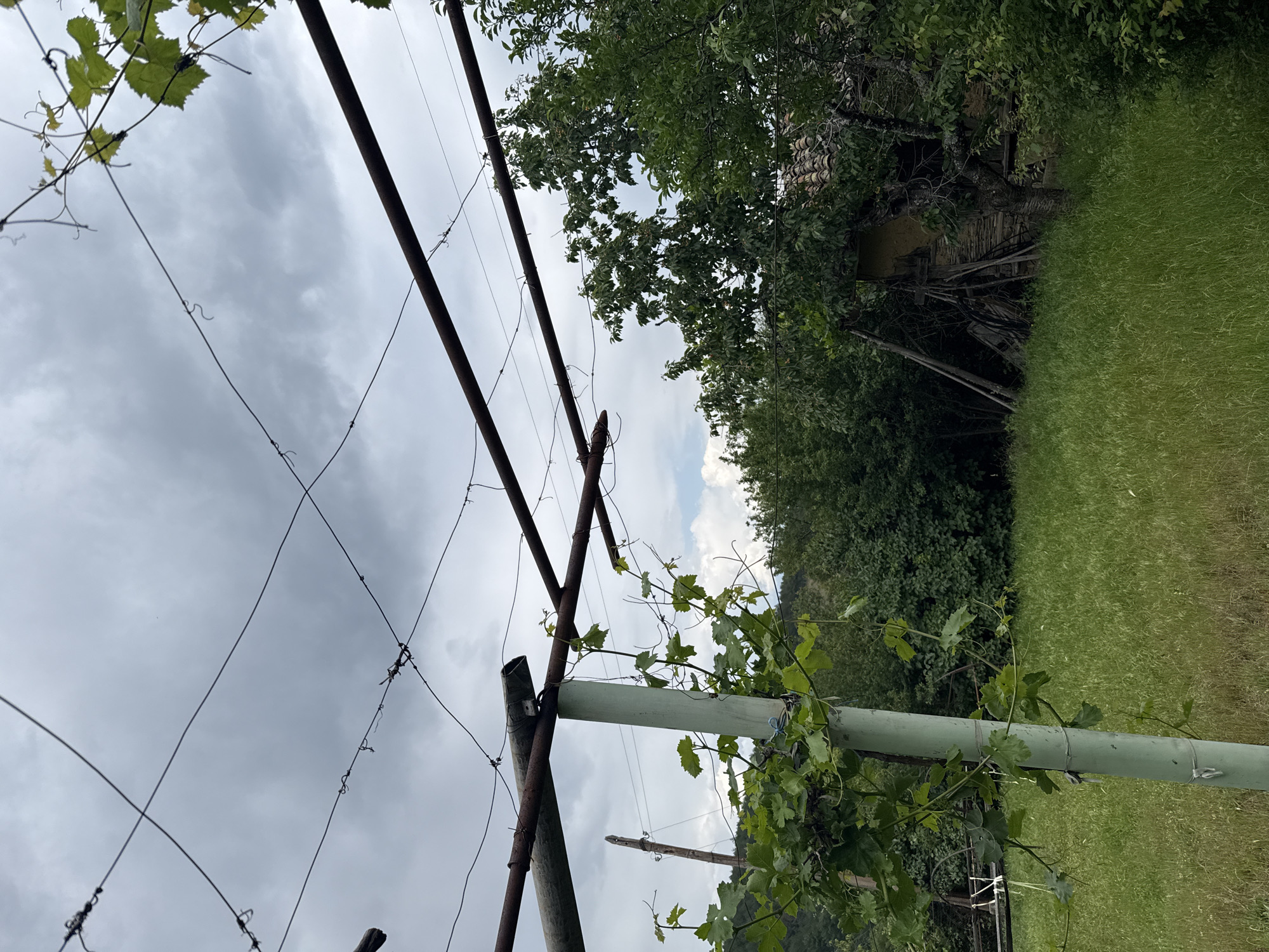 The image depicts an outdoor, rural or semi-rural scene in Drenkovo, Bulgaria. In the left foreground, a vertical, light green tubular metal post supports two parallel, rusty, dark brown metal pipes. A network of thin wires is strung above and between these pipes, forming a trellis structure. Green grapevines with leaves and tendrils are actively growing, wrapping around the green post, the pipes, and the wires. The immediate ground is covered with green grass and various uncultivated plants.
In the midground, further behind the trellis, an older, rustic building is partially visible on the right, largely obscured by trees and dense foliage. The building has a pitched roof covered with orange-brown tiles and appears to have walls constructed from stone and earth/adobe. Several wooden poles and planks are stacked or leaning against its exterior. Dense green deciduous trees form a prominent backdrop across the entire midground and background, with some glimpses of a cloudy sky visible through the foliage and above the treeline. The sky is predominantly overcast with various shades of grey clouds, indicating a cloudy day. No human figures or discernible animal life are present in the frame.