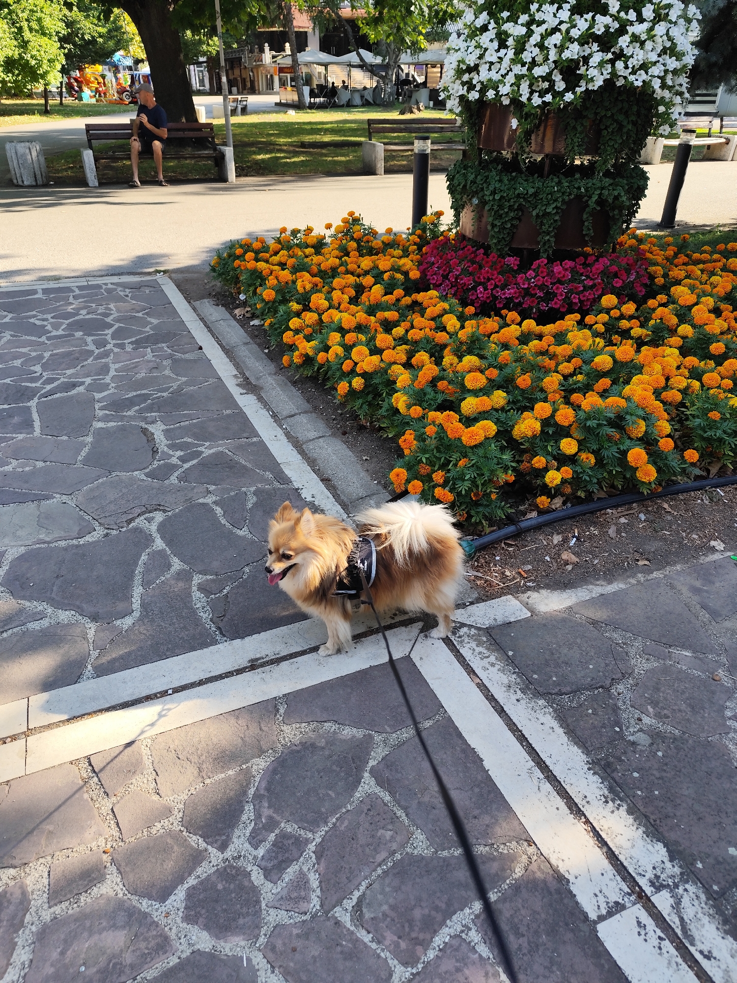 A pomeranian dog, wearing a black harness and leash, stands on a stone pathway in a park. The dog is light brown and fluffy, with its tongue sticking out. Behind the dog, there is a flower bed filled with bright orange marigolds and a tall floral arrangement with white and pink flowers. The pathway is made of large, irregular grey stones with light-colored grout. In the background, a man sits on a park bench under a large tree, and further back, there are more trees, buildings, and people in a cafe setting. The scene appears to be in a public park, possibly in Montana, Bulgaria, given the context.