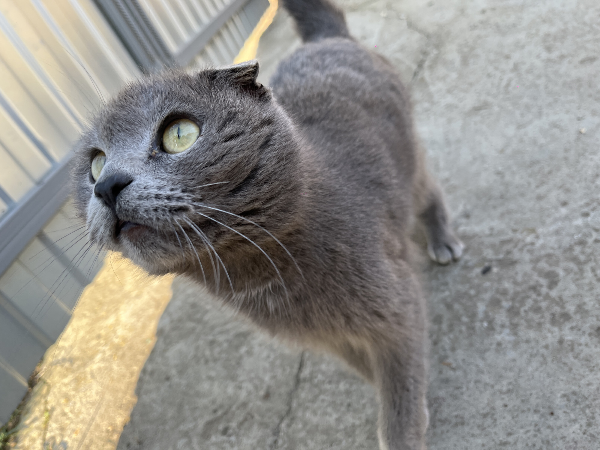 A gray cat with yellow eyes is positioned on a cracked concrete surface. The cat is angled upward, as if looking up. A light-colored, possibly metal, fence is visible in the background. The location cannot be confirmed as Novopokrovskaya, Russia based on the provided image.