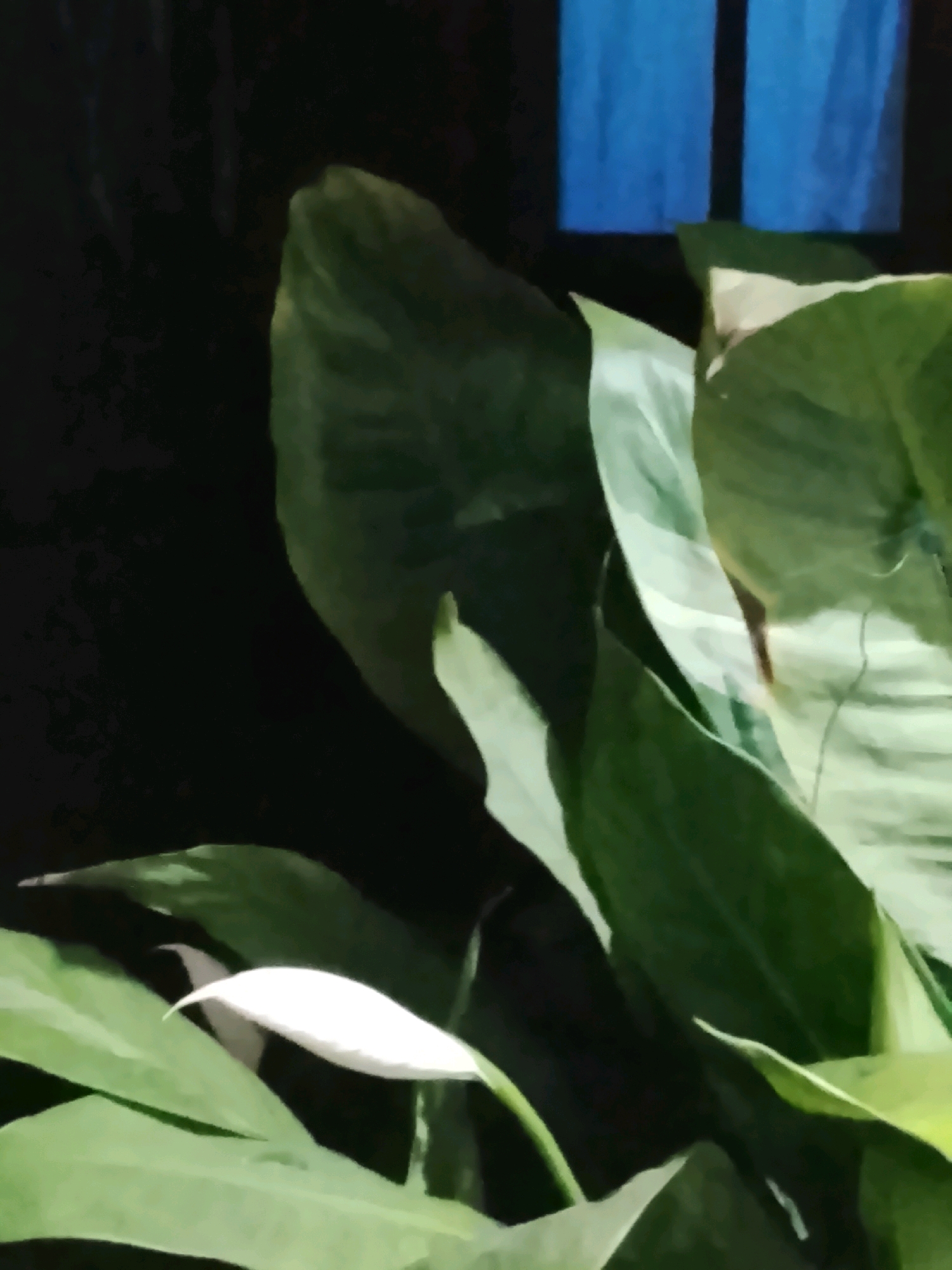 A peace lily plant with large green leaves and a white spathe is shown. In the background, a dark, blurred area suggests a room, with vertical blue shapes that might be curtains or blinds visible in the upper right corner. The image is dark overall, with the white spathe of the plant being the brightest element. The scene is likely indoors, possibly in a domestic setting within Ujungrusi, Indonesia, though this cannot be definitively confirmed from the image alone.
