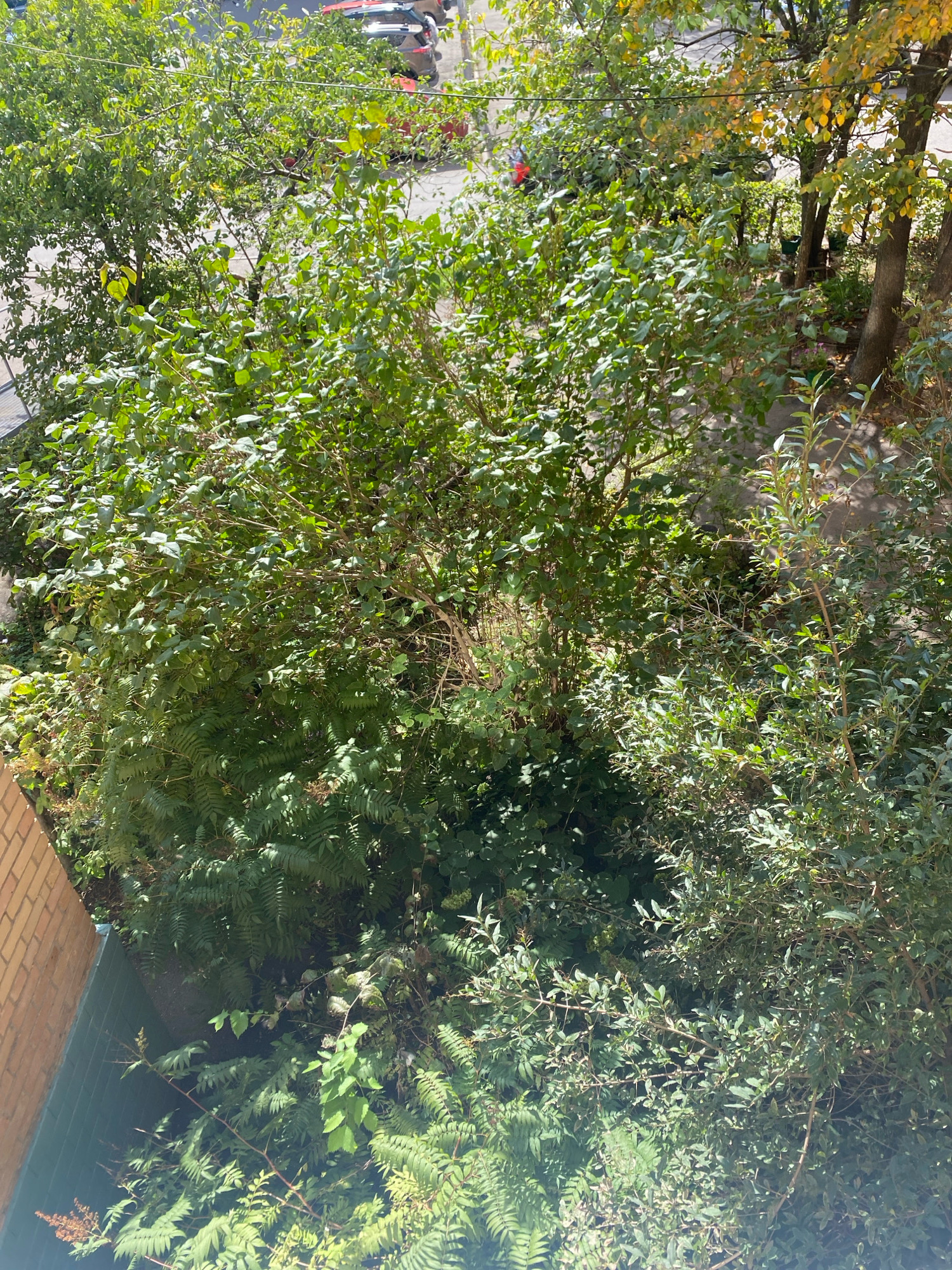An overhead view shows a dense collection of trees and vegetation, primarily green, with some yellowing leaves visible in the upper right portion. The foliage is thick, obscuring much of what lies beneath. In the background, a paved area with several parked cars is visible. On the left side of the image, a brick wall and a dark green surface are partially visible. The scene appears to be an outdoor urban or suburban setting.