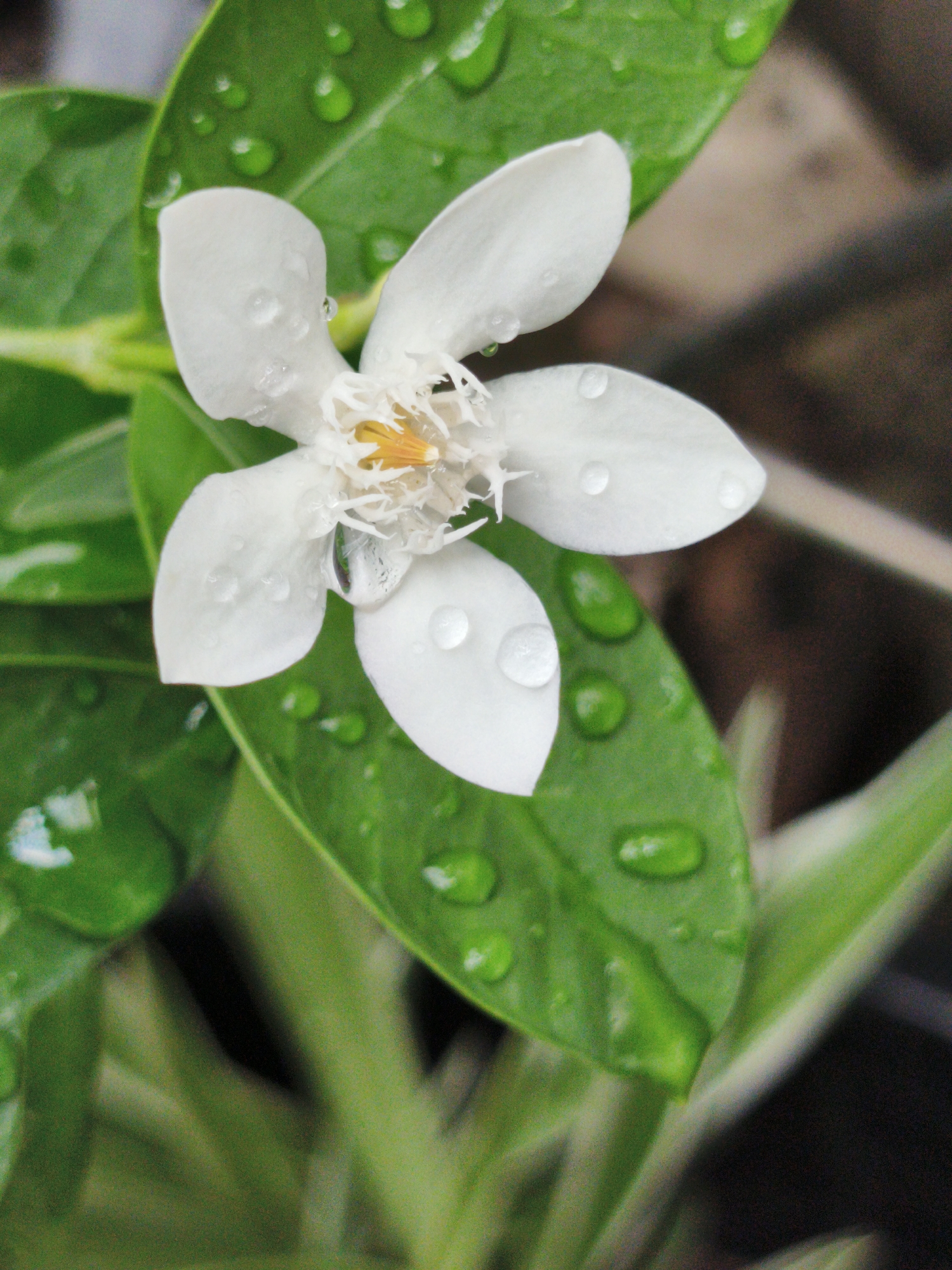 A close-up shot of a white flower with five petals, partially covered in water droplets, resting atop green leaves also covered in water droplets. The background is blurry, hinting at foliage and possible potting materials. The flower has a yellow center. The scene suggests a recent rain. The location in Bangkok, Thailand is not explicitly discernible from the image.