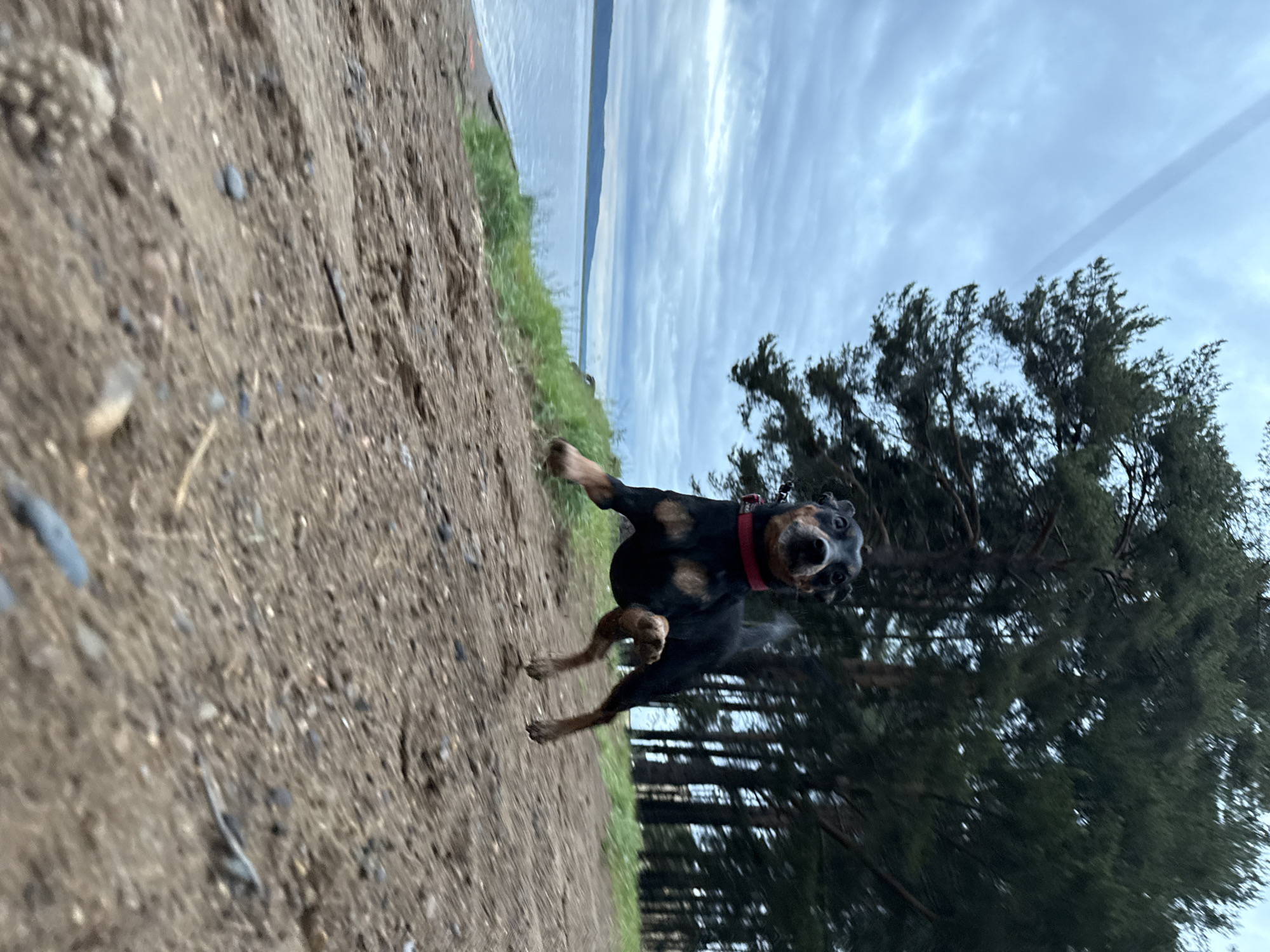 A medium shot captures a black and tan dog mid-stride, seemingly running towards the camera on a dirt path. The dog is wearing a red collar and its expression is one of excitement or surprise. To the left of the path, there is a strip of green grass that transitions into a body of water under a cloudy sky. To the right, there are pine trees. The image is canted to the side. There is no indication that this photo was taken in the city of Chaikovsky, Russia.