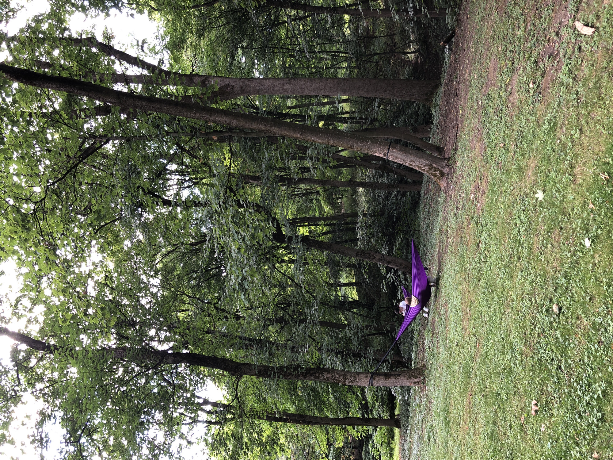 The image depicts a serene natural setting, likely a park or forest, with a dense canopy of lush green trees. Sunlight filters through the leaves, creating dappled light on the grassy ground. In the mid-ground, a person is reclined in a vibrant purple hammock, suspended between two trees. The person appears to be engaged with a device, possibly a tablet or phone. The overall atmosphere is one of peaceful relaxation amidst nature. There is no identifiable information in the image to suggest a specific location within the city of Lviv, Ukraine.