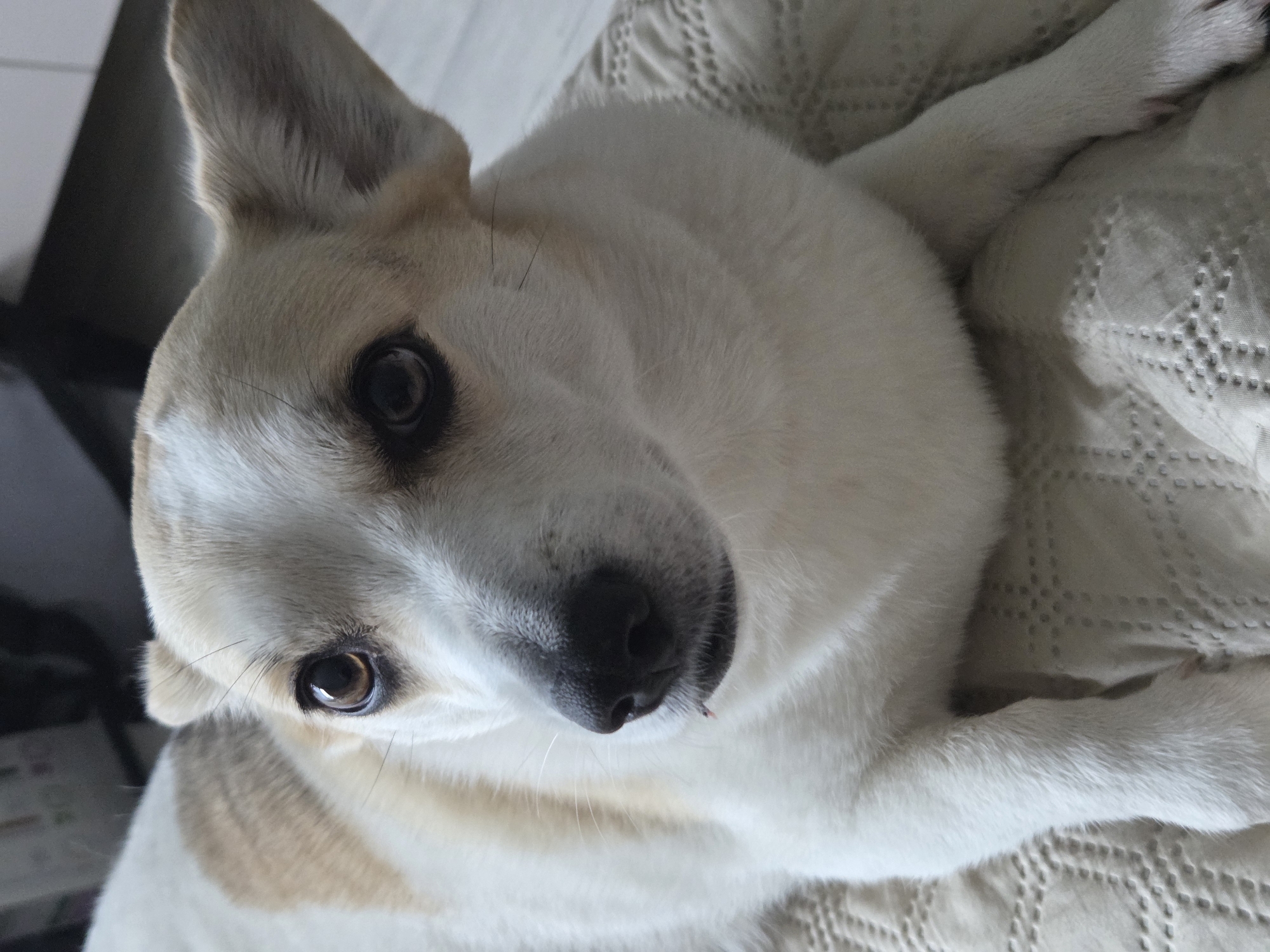 A close-up shot shows a medium-sized dog, primarily white with tan patches around the ears and possibly on its back, lying on a textured, light-colored blanket or bedspread. The dog's head is tilted towards the camera, revealing its brown eyes and black nose. The environment consists of a soft, likely indoor setting. Details about location or specific actions are not discernible from the provided image.