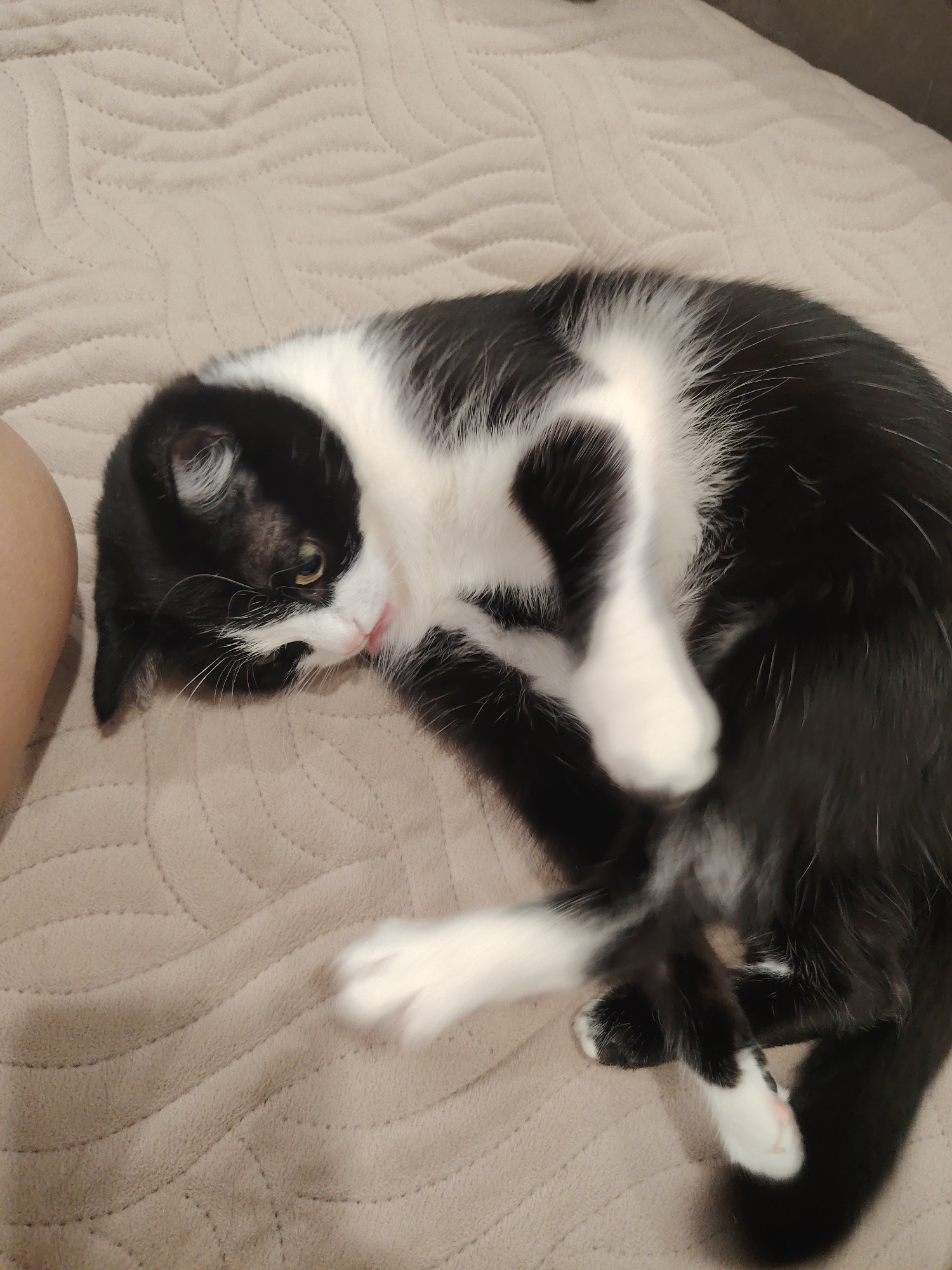 A black and white cat lies on its side on a textured beige blanket. The cat is curled up with its paws tucked underneath its body and its tail wrapped around its hindquarters. Its head is turned to the side, and its tongue is slightly extended, giving the impression it is licking its nose. The cat's fur is short and sleek, with distinct black and white markings. The blanket appears to be made of a soft, plush material and has a subtle wave-like pattern. A portion of a person's leg is visible on the far left side of the image, indicating a human presence. The lighting is dim, suggesting an indoor setting, possibly a home environment. The image is a close-up shot, focusing primarily on the cat and its immediate surroundings.