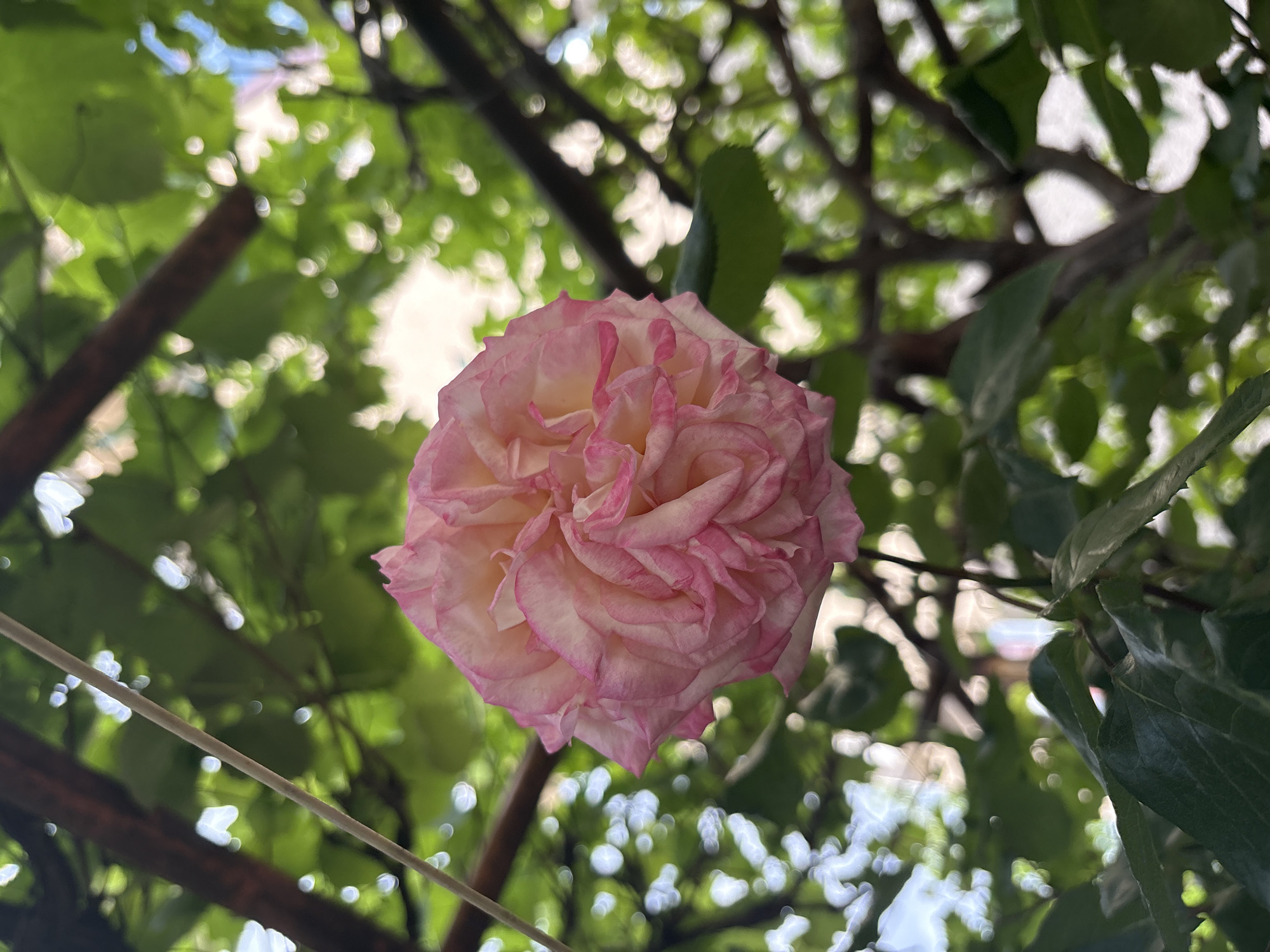 A close-up, low-angle shot captures a pink and cream-colored rose in full bloom. The rose is surrounded by green foliage, likely from the tree or bush it is growing on. The backdrop is a blurred mix of leaves, branches, and glimpses of the sky, suggesting the rose is situated outdoors. The location is given as Unknown, Unknown. No people or interactions are evident.