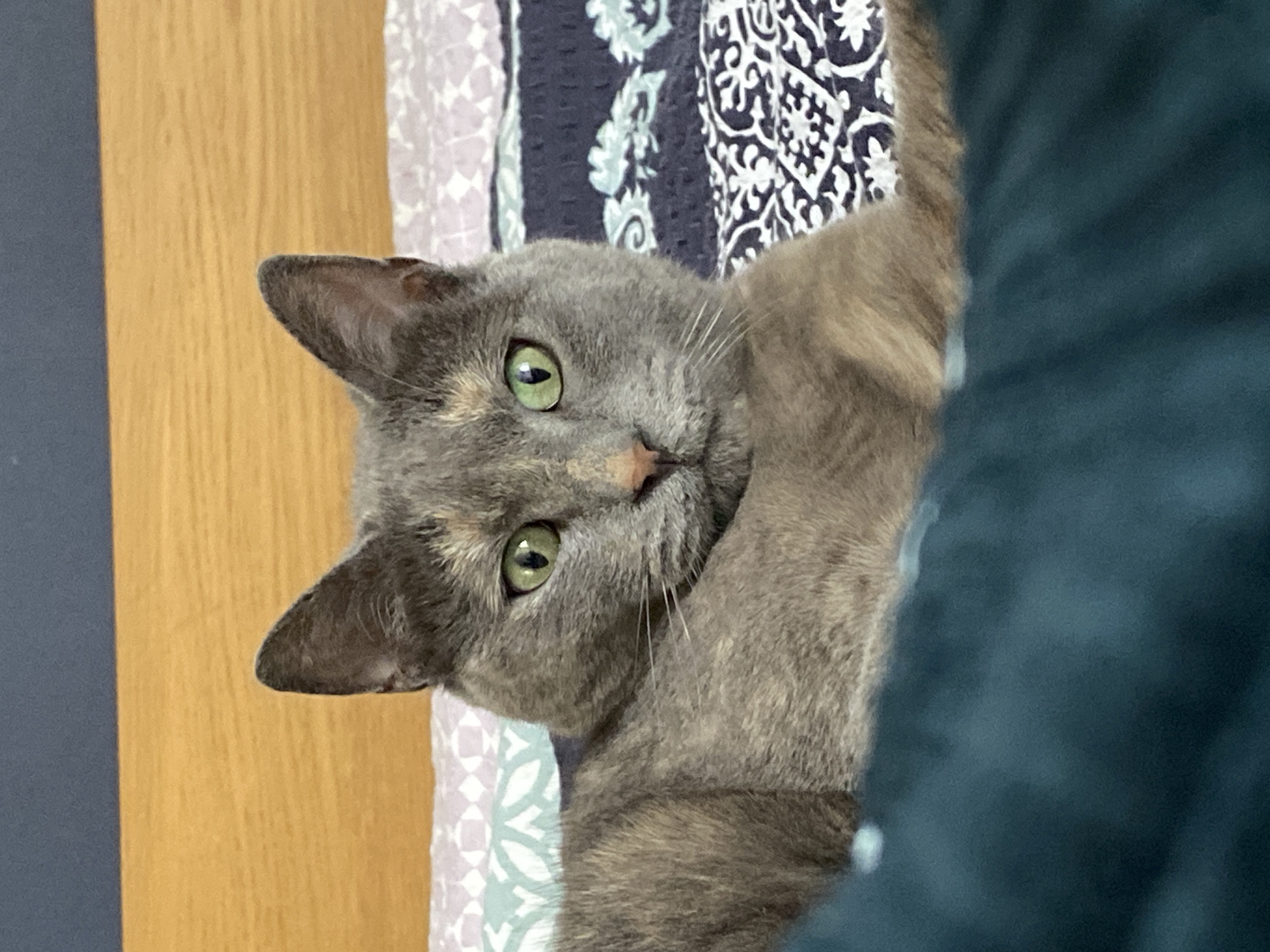 A dilute tortoiseshell cat with green eyes is lying on a bed. The cat is positioned between a wooden door and a blue blanket. The bed has a patterned duvet cover with white, gray, and blue designs. The location is unknown, and there is no information available in the image to determine if it is in Björklinge, Sweden.