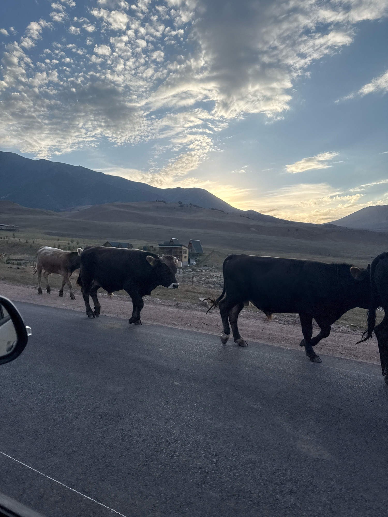 In Chunkurchak, Kyrgyzstan, a herd of cows walks on a paved road during the golden hour. The cows are of varying colors, with two prominent black cows in the foreground and a lighter-colored cow behind them. The road is bordered by a dirt shoulder and then a grassy hillside dotted with buildings. In the background, majestic mountains rise under a sky filled with dramatic clouds, with the setting sun casting a warm glow. A side mirror from a vehicle is visible in the lower left corner, suggesting the photo was taken from a car.
