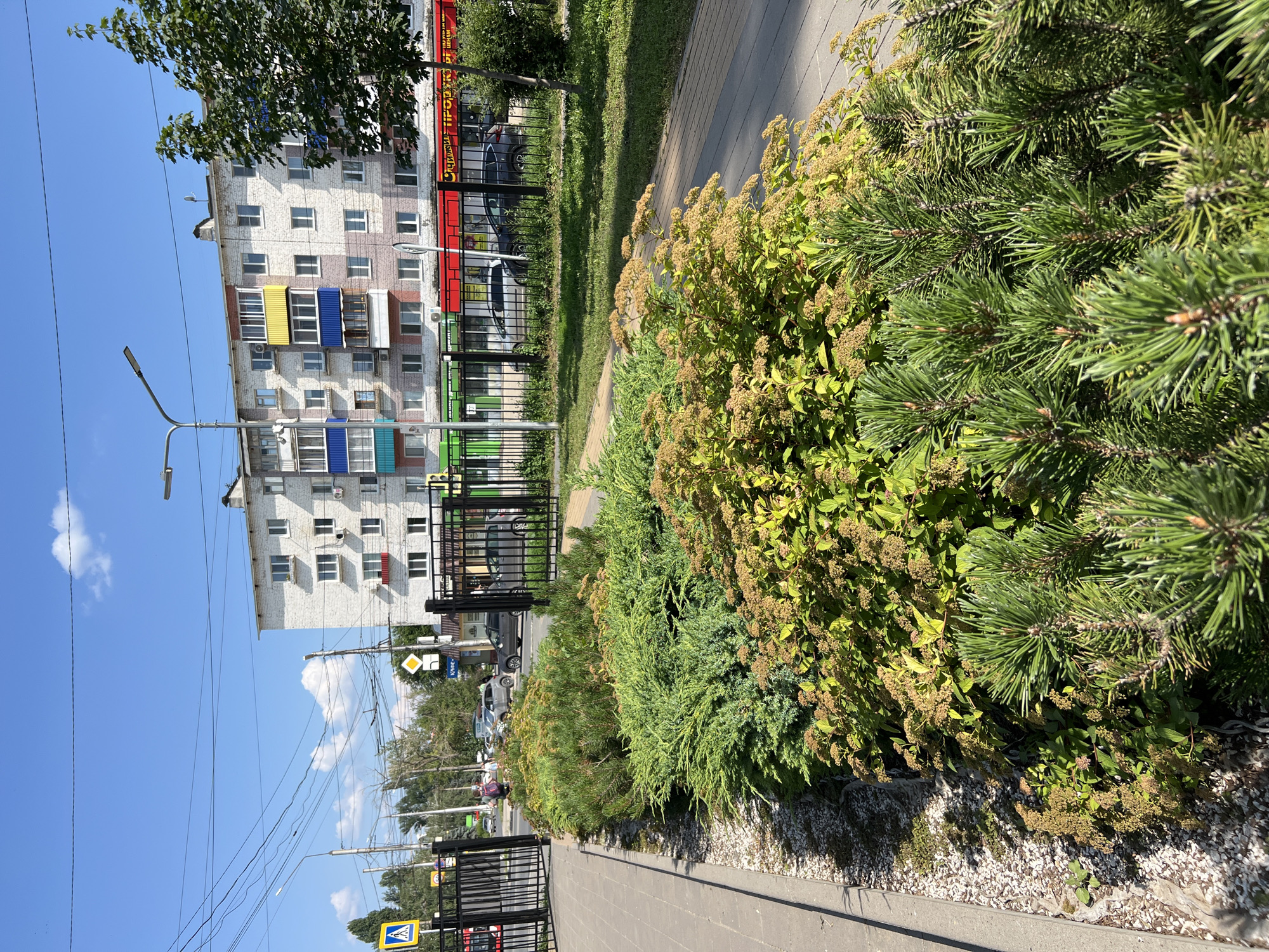 This image captures a street scene in Balakovo, Russia, on a bright, sunny day. In the foreground, a meticulously maintained garden bed features a variety of coniferous and deciduous plants. Pine needles are sharp and defined, with some appearing in focus and others slightly blurred. Mixed in are spiky, green junipers and flowering shrubs with delicate, dried seed heads. A paved walkway runs alongside the garden, bordered by a gravel path.
Beyond the garden, a black metal fence encloses a grassy area. In the middle ground, several cars are parked along the street, including a dark SUV and a silver sedan. A multi-story apartment building dominates the background. The building is light-colored with a mix of red brick accents and brightly colored balconies – some are yellow and blue, others teal. The building has numerous windows and appears to be a typical Soviet-era residential block. Above the building, a clear blue sky with a few wispy clouds stretches across the frame. Overhead power lines and a streetlight are visible. A yellow pedestrian crossing sign with a black symbol is mounted on a pole near a black gate that opens onto the street. Two pedestrians are visible near the gate, walking away from the camera. The overall impression is a well-kept urban environment on a pleasant summer day.