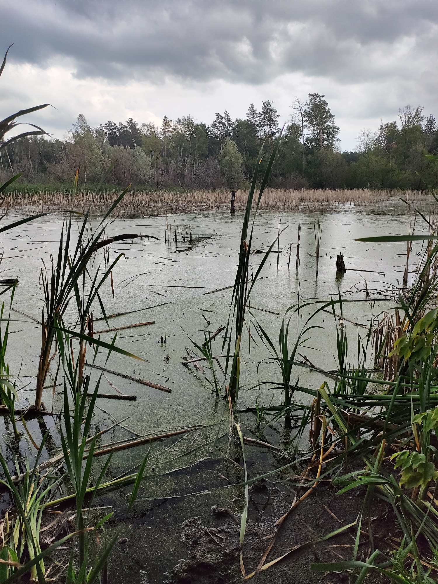 The image depicts a swampy area with murky, greenish water covered in a thin layer of algae. Numerous dead reeds and fallen branches litter the surface of the water. In the foreground, tall green reeds with brown seed heads emerge from the water. In the background, a dense forest of mixed deciduous and coniferous trees forms a treeline under a heavily clouded, grey sky. The scene appears to be located in a natural, undeveloped area, likely a wetland or marsh, potentially on the outskirts of a city. Given the general landscape, this could plausibly be a scene from the Yuzhnyy district of Russia, known for its natural areas and proximity to forests. No people are visible in the image.