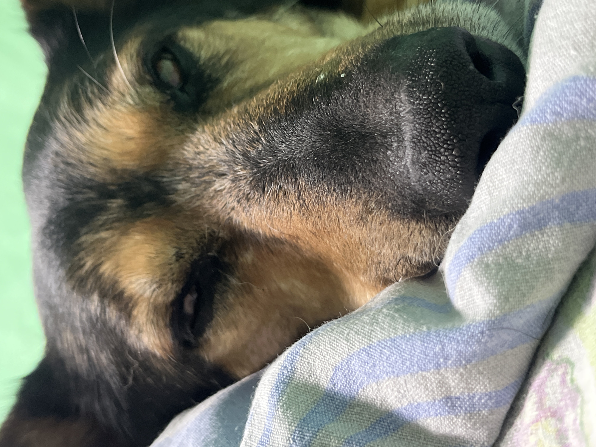 The close-up, eye-level shot focuses on the face of a dog, possibly a German Shepherd, resting on a striped blanket and a green background. The dog's eyes are partially closed, giving it a sleepy or perhaps pained expression. Its nose is dark and textured, with some small white specks visible on its surface. The dog's fur is a mix of black, brown, and tan. The blanket is made of woven fabric with alternating blue and white stripes. The green background appears to be a wall or curtain. There are no people or any indication of the location being in Nizhny Tagil, Russia.
