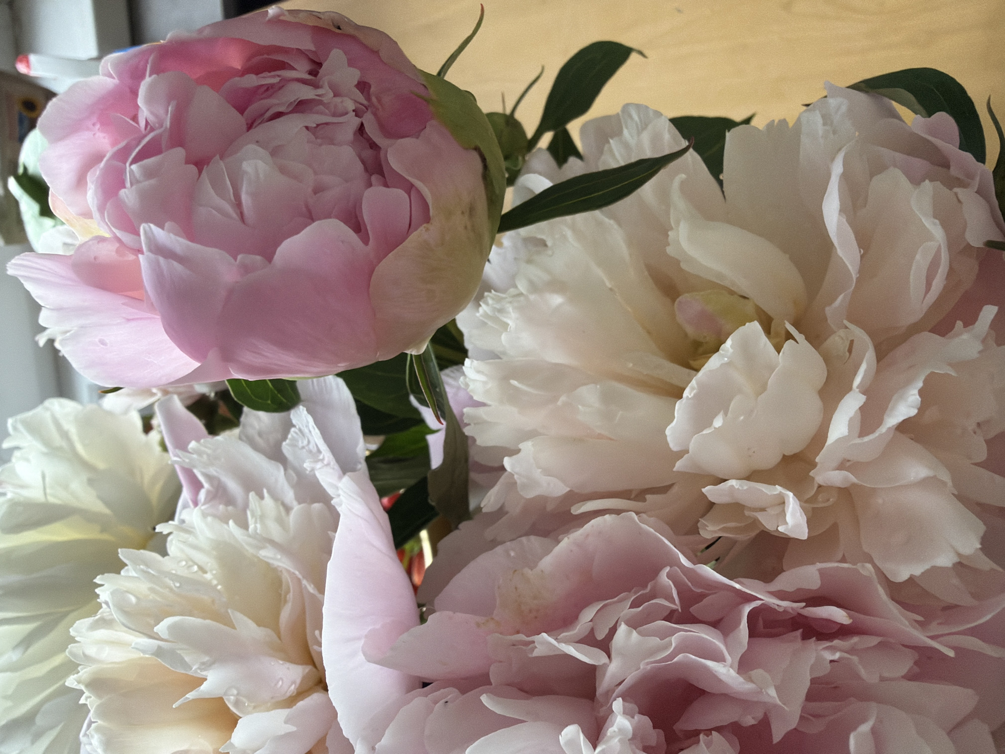 The image shows a close-up view of a bouquet of peonies. The flowers are in various shades of pink and white, with some appearing fully bloomed and others still partially closed. Dewdrops are visible on the petals of some of the white peonies. Dark green leaves are interspersed among the flowers. The background consists of a light-colored wooden surface, likely a table or floor, and a blurred hint of a window or wall with some indistinct objects. The scene is brightly lit, with soft shadows. The image does not provide any information or context related to the city of Yoshkar-Ola, Russia, or any specific location within it.