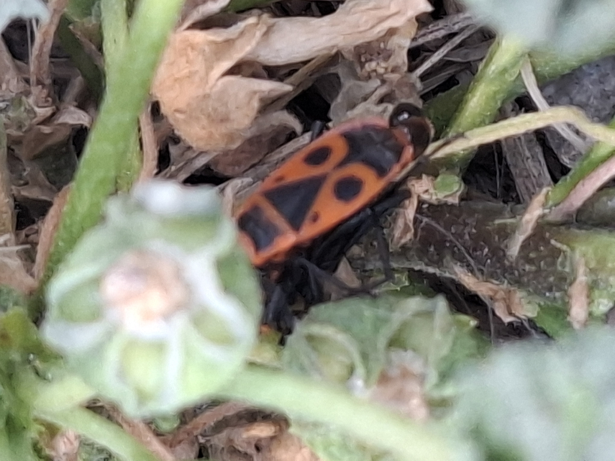 A soldier bug with an orange and black patterned abdomen is visible on a dark, earthy surface, surrounded by green vegetation. The background consists of dry leaves and more green plant material. The location is identified as Almaty, Kazakhstan.