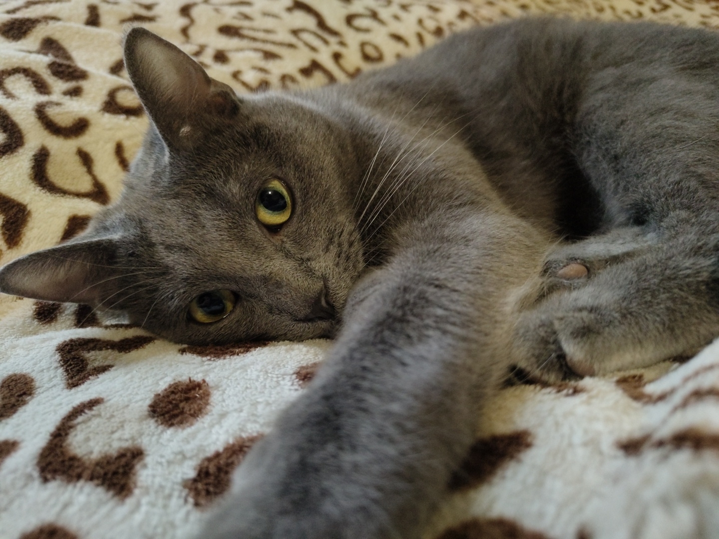 A Russian Blue cat with yellow eyes is lying on a blanket with a leopard-like pattern. The cat is curled up on its side, with its head resting on its paws. The cat's fur is short and sleek, and its body is slender. The blanket is soft and plush, and the pattern is made up of dark brown spots on a white background. The image is taken from a high angle, and the cat is in sharp focus. The background is blurred, and the overall impression is one of coziness and relaxation.