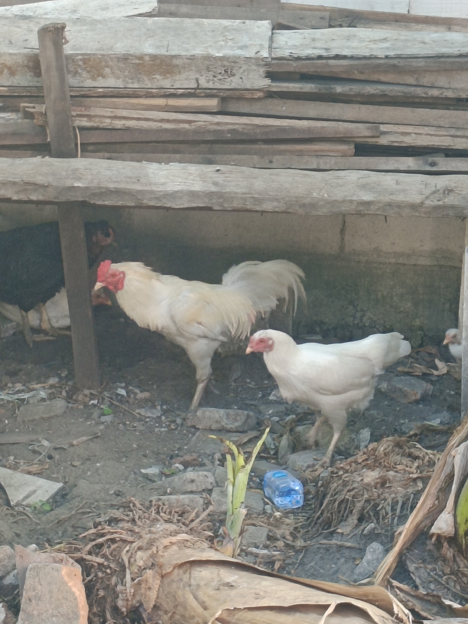 The image shows a courtyard scene in Ganting, Indonesia, with several chickens present. In the foreground, a white hen is standing on the ground, facing left. Behind the hen, a white rooster with a red comb and wattle is also standing, facing left. To the left of the rooster, a black chicken is partially visible, facing left. The ground is covered with dirt, small rocks, and dried leaves. In the background, there is a wooden structure with planks of wood stacked horizontally. A partially filled plastic water bottle is visible on the ground near the hen. The lighting suggests it is daytime.