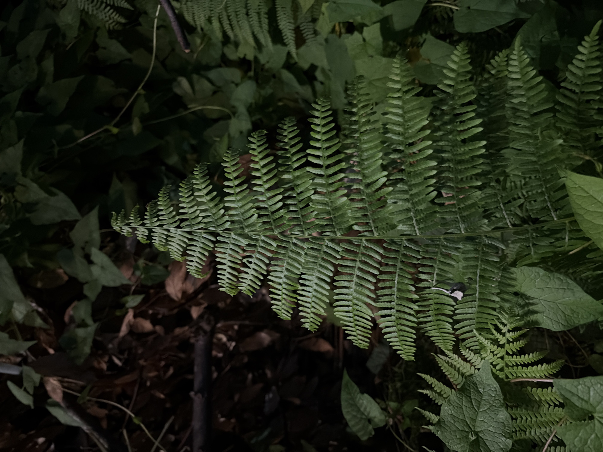 A close-up, low-angle shot captures a vibrant green fern frond dominating the center of the frame. The fern exhibits a symmetrical, Christmas tree-like shape, with numerous small, serrated leaflets branching off its central stem. The frond is sharply in focus, showcasing its intricate texture and delicate structure.
Surrounding the fern, the environment is lush and verdant. Out-of-focus leaves and foliage create a dark, shadowy backdrop, suggesting a shaded or wooded area. To the left of the fern, a cluster of broader, heart-shaped leaves adds contrast to the fern's delicate form. In the upper left portion of the image, dried brown leaves and a dark branch are visible, hinting at the presence of fallen debris or other vegetation.
A small, light-colored object, possibly a snail or a piece of debris, is attached to the fern frond, near its center. The overall lighting is dim, with the fern itself appearing to be illuminated, possibly by an artificial light source. The image does not depict any people or animals other than the small object on the fern.
The scene is consistent with a natural, outdoor environment. Without further context, it is not possible to definitively determine the specific location within Sochi, Russia. However, the presence of lush vegetation suggests an area with a humid climate, common in the subtropics of Sochi.
