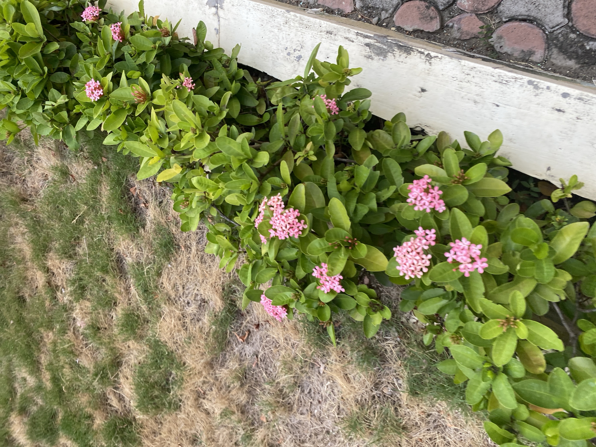 A close-up, high-angle outdoor shot shows a row of lush green Ixora bushes with clusters of small pink flowers, bordering a dry, patchy lawn and a weathered concrete curb. The scene appears to be a garden or landscaping feature in Banda Aceh, Indonesia. The dry grass suggests a period of drought or neglect, contrasting with the vibrant greenery of the flowering plants. The concrete curb, worn and slightly stained, runs along the right edge of the frame, separating the lawn from a patterned brick walkway or paving stones visible in the lower right corner. No people or animals are visible in the image. The lighting is soft, indicating it might be early morning or late afternoon.