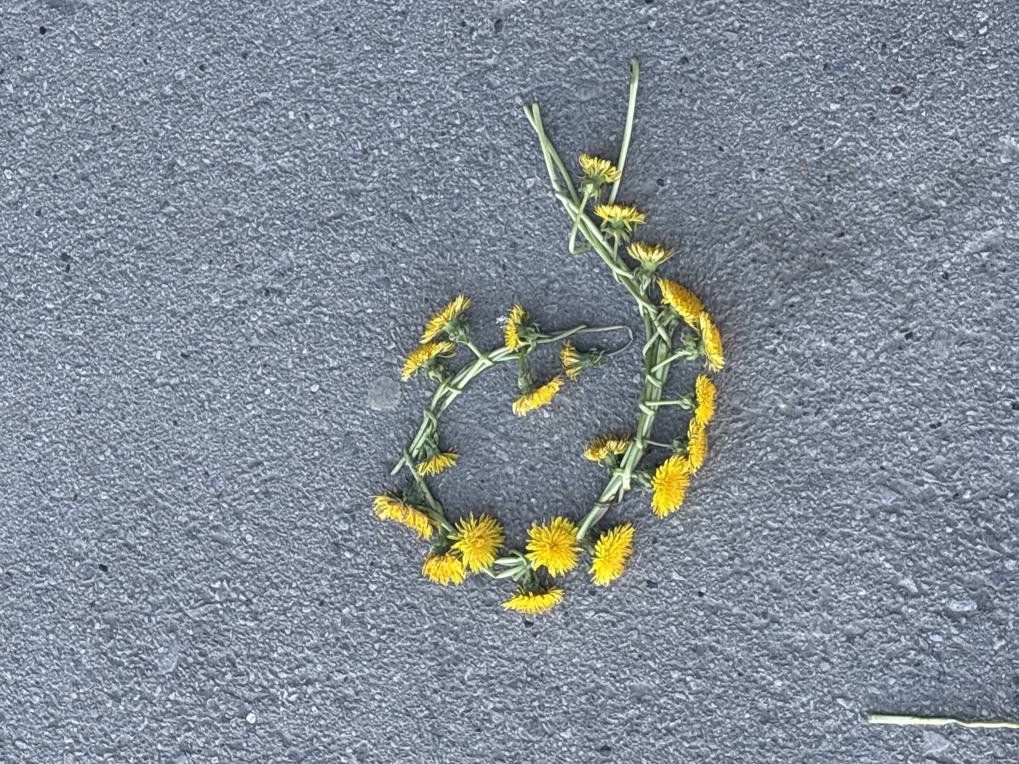 A flower crown made of yellow dandelions lies on a gray asphalt surface. The crown is somewhat circular in shape, with the dandelion heads arranged around the circumference. Two stray stems stick up from the top of the crown. A bent piece of metal lies on the flower stems. One stray stem is at the bottom right of the crown. The asphalt surface is textured. The location cannot be determined from the image.