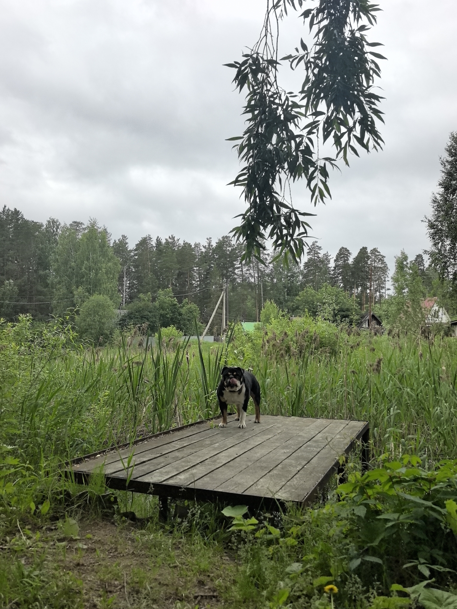 A medium-sized dog, with black, white, and tan markings, stands on a wooden pier in a marshy area. The dog is facing the camera with its tongue slightly out. The pier is made of weathered planks and appears to be slightly submerged at one end. Tall green reeds and other vegetation surround the pier. In the background, a dense forest of pine and deciduous trees forms a treeline against an overcast sky. Several small buildings, possibly houses, are partially visible through the trees. The location is described as Noviy, Russia.