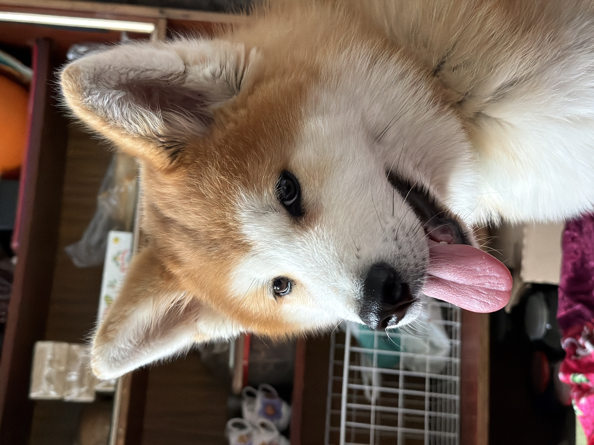 A close-up, slightly rotated, eye-level shot of a dog. The dog has white and light-brown fur. Its tongue is sticking out of its mouth. The dog is indoors, possibly in a home. There is furniture visible in the background. The location in the city of Заболотово, Russia is not possible to determine from the image.