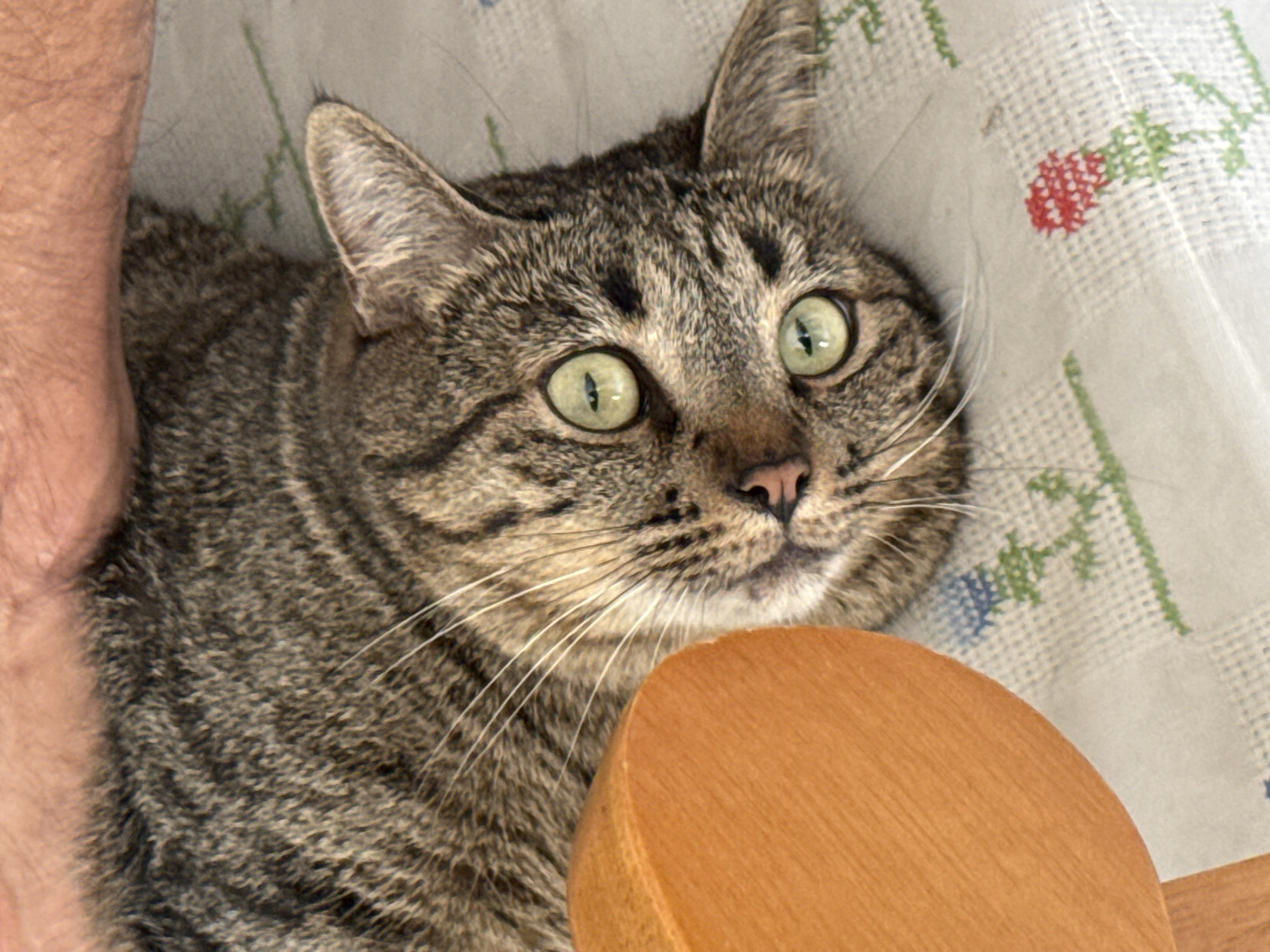 A tabby cat with green eyes is lying on a surface covered with a light-colored tablecloth with embroidered designs. The cat's head is turned towards the right, and its whiskers are visible. Part of a person's arm is seen on the left side of the image. In the foreground, a portion of a round, wooden object is visible. The location information is not available from the image.