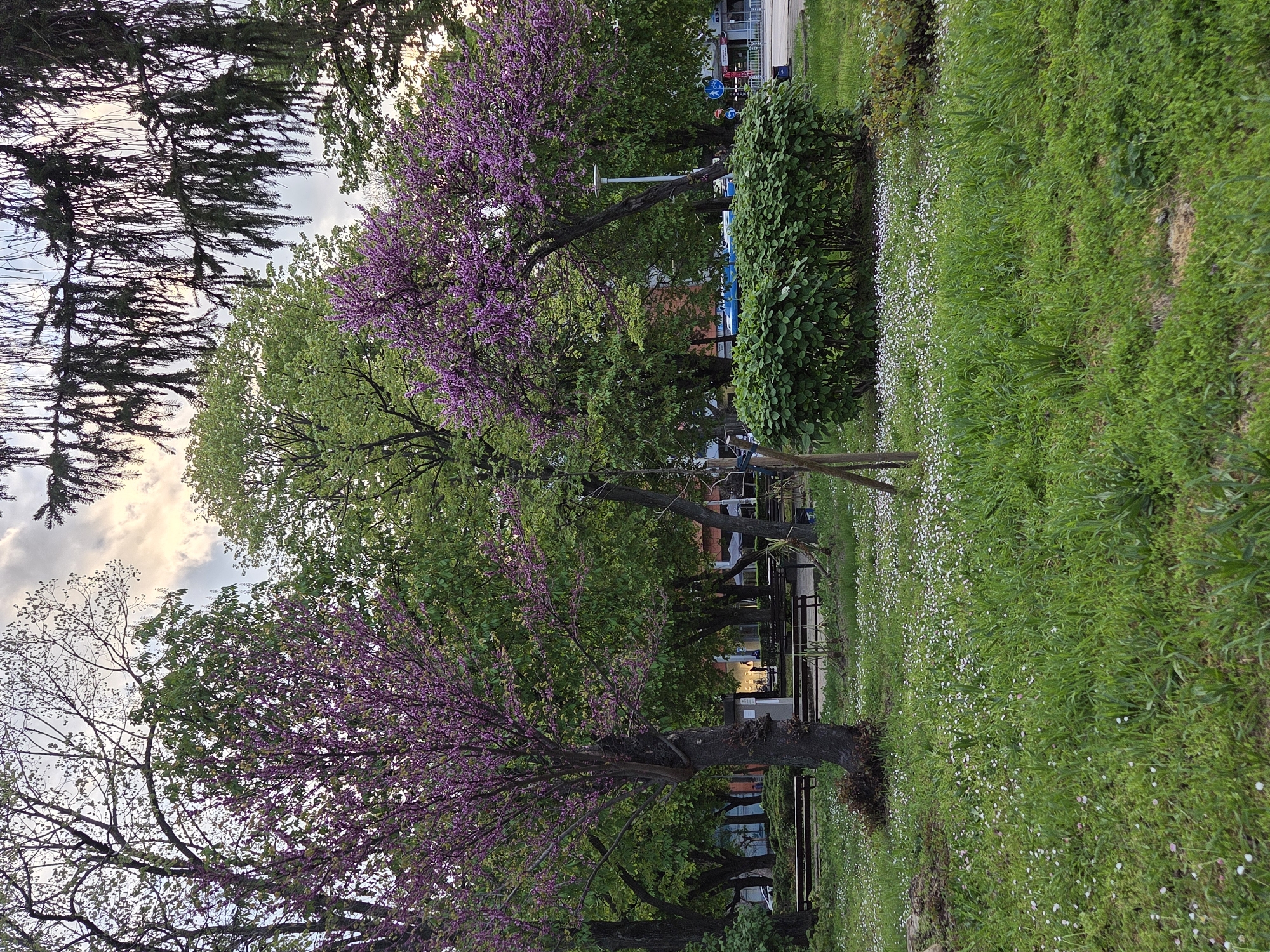 The image captures a vibrant park scene in Pleven, Bulgaria, under a soft, possibly late afternoon or early evening light. The sky, visible in the upper left quadrant, is partly cloudy with patches of light blue and white-grey clouds.
The foreground features a lush green lawn, generously sprinkled with numerous small white and light pink wildflowers, suggesting a spring or early summer setting. Several trees are prominent within the park. A large tree with abundant, striking purple-pink blossoms, likely a Redbud tree, stands in the left foreground, its canopy extending across much of the left side. Another similar flowering tree is visible in the mid-ground towards the right. Scattered throughout are various deciduous trees displaying fresh, bright green leaves. A tall, dark coniferous tree with dense needles frames the upper left corner of the scene.
In the mid-ground, a line of well-maintained green shrubs forms a boundary, possibly alongside a path or seating area, behind which several park benches are partially visible. Further in the background, elements of an urban environment emerge. Multi-story buildings with light-colored facades are discernible, along with streetlights and what appears to be a paved area or sidewalk. A dark blue vehicle is partially obscured by foliage in the mid-distance. No distinct people or specific activities are clearly visible, conveying a sense of tranquility. There is no discernible text within the image. The overall impression is one of serene urban nature in full bloom.