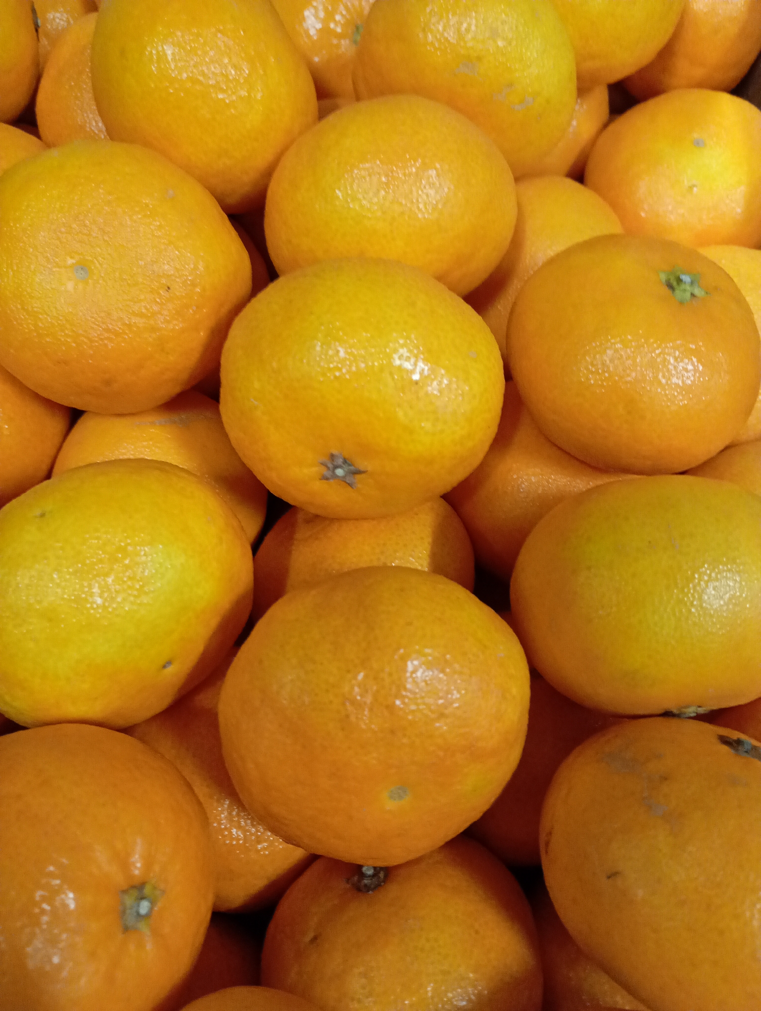 A close-up, high-angle photograph showcases a dense pile of fresh, round citrus fruits, likely oranges or tangerines. The entire frame is filled with these vibrant fruits, creating a rich texture and color palette dominated by bright orange and yellow tones.
The fruits appear ripe, with slightly glossy, dimpled skins, suggesting freshness. Several of them still bear small, star-shaped green remnants of their calyxes or stems. The fruits are stacked haphazardly, indicating a bulk display typical of a market, grocery store, or fruit stand.
No people are visible in the image, nor is any specific activity taking place beyond the static arrangement of the produce. The lighting is uniform, accentuating the natural colors and textures of the fruits without harsh shadows. There is no visible text or branding within the photograph. While the provided context indicates the location is Kabile, Bulgaria, this information is not discernible from visual cues within the image itself. The overall impression is one of abundant, healthy produce.