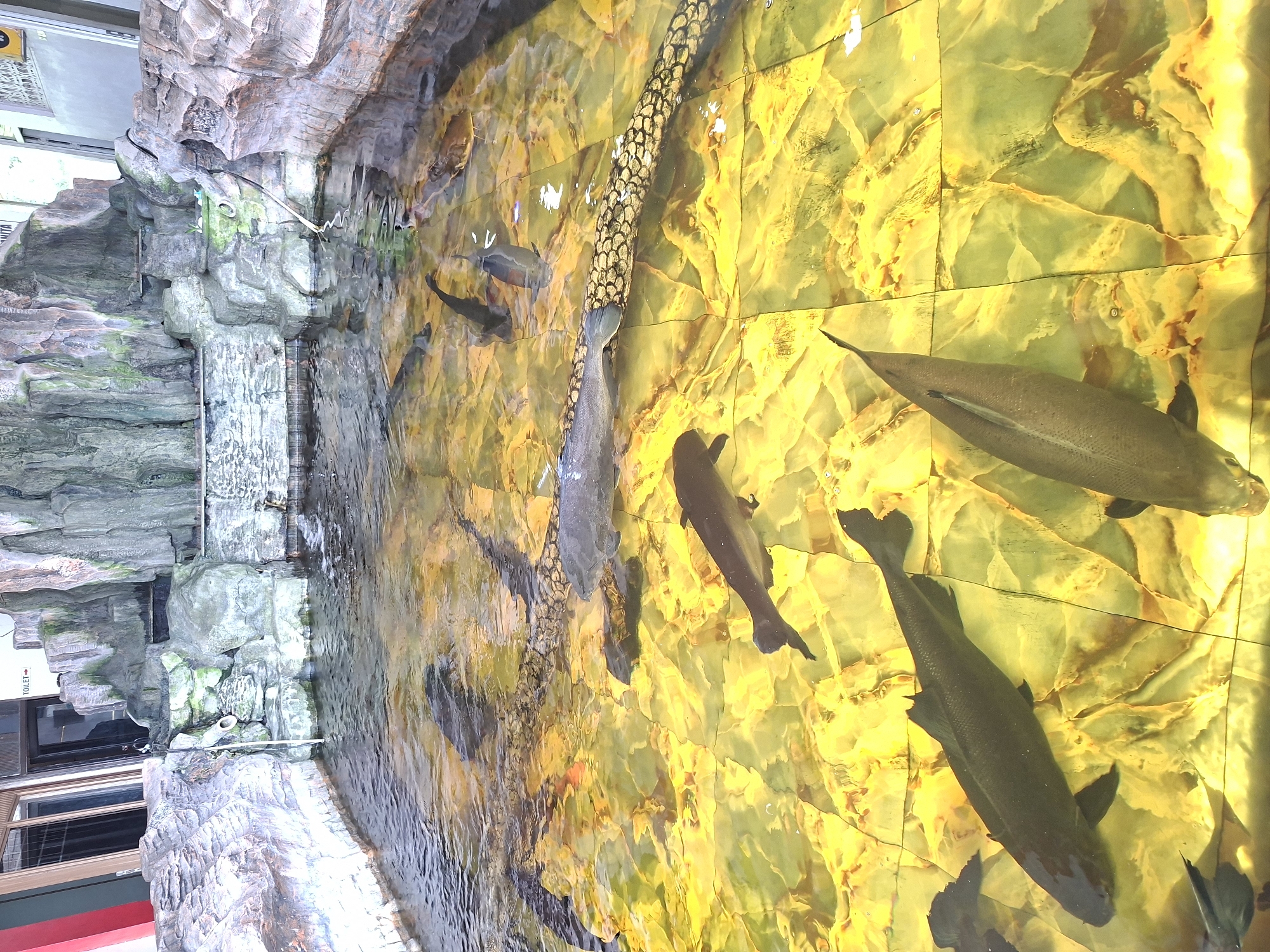 The image depicts an indoor water feature containing several fish. The water feature is built into a faux-rock wall, and the bottom appears to be lined with yellow-gold tiles. There are several fish swimming in the water, varying in size and species. A textured tube-like structure is visible running through the center of the frame. The picture was taken in the city of Blang Lilue, Indonesia.