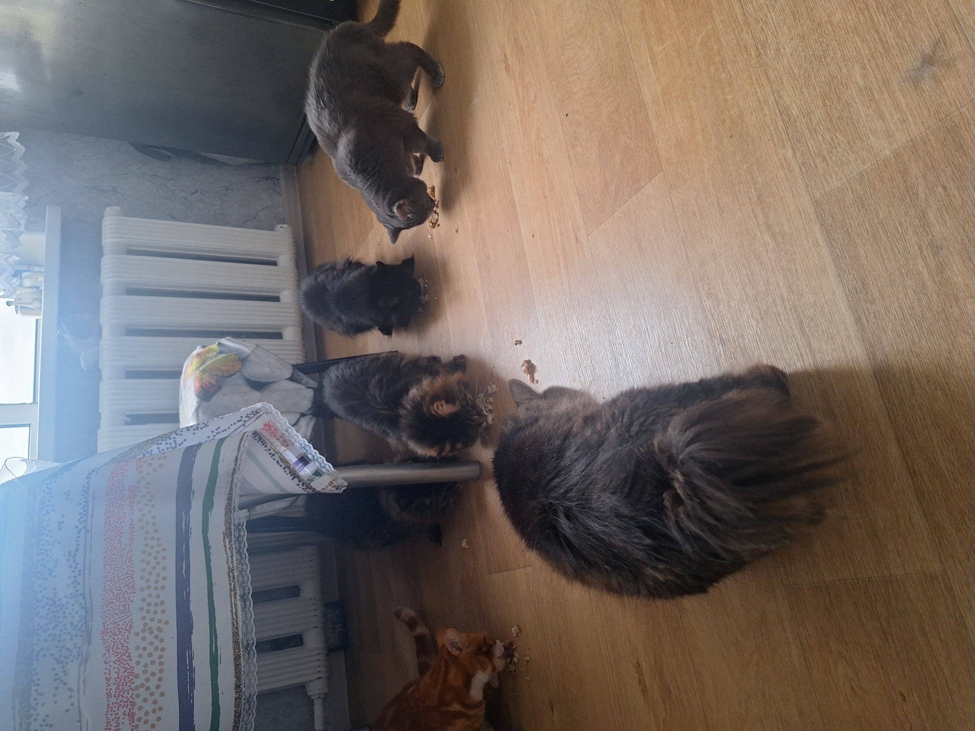 Six cats are present in the image, gathered on a light brown wooden floor. Five of the cats are actively eating from scattered pieces of food, while one cat, a large fluffy brown and black one, is lying down facing away from the camera. To the left, an orange and white cat is eating. In the center, two black cats are eating. To the right, a gray cat is eating. Underneath a table covered with a white tablecloth featuring colorful stripes and dots, a dark-colored cat is also present, though not actively eating. In the background, a white radiator and a window are visible. The overall environment suggests an indoor domestic setting.