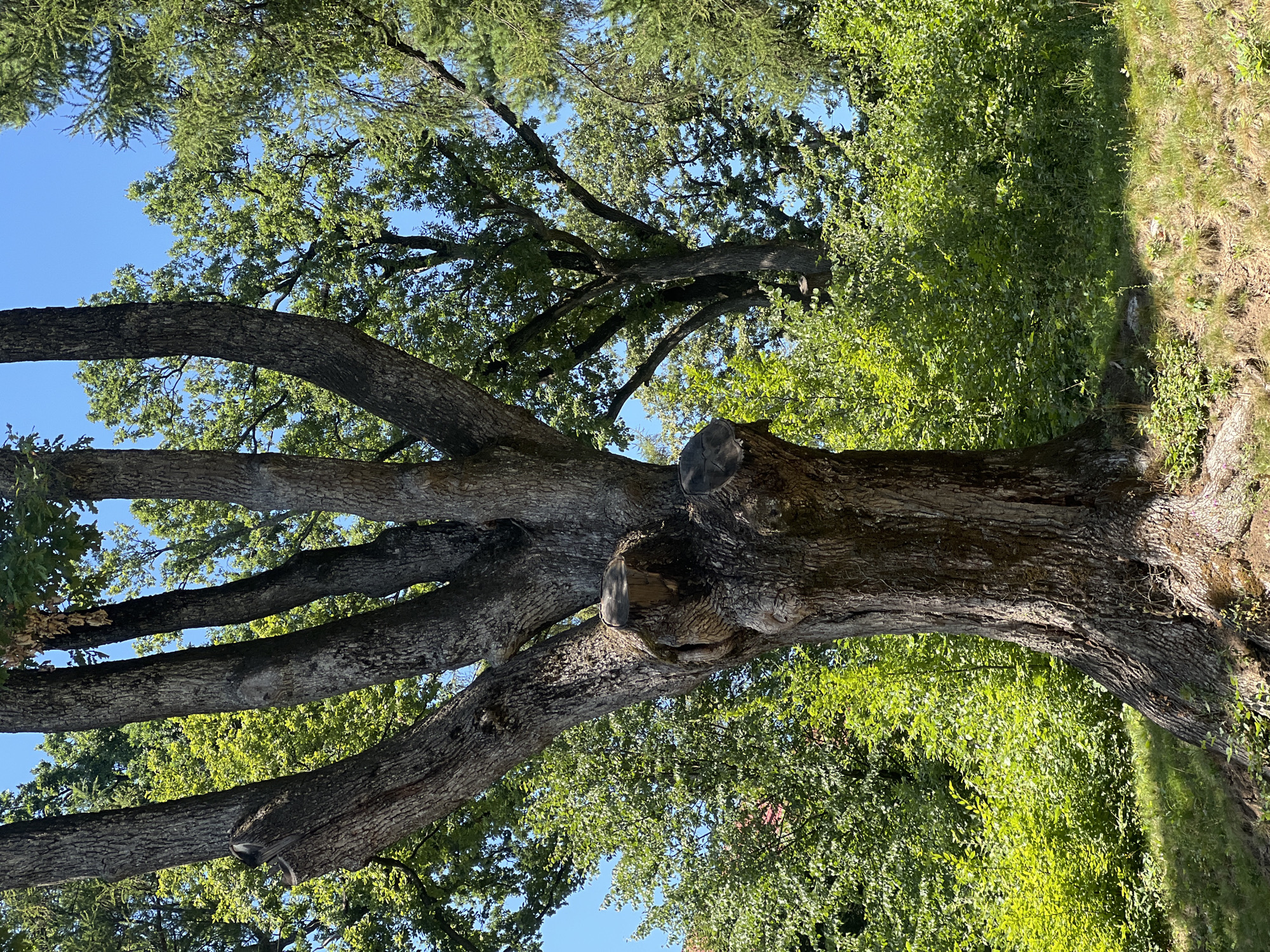 A mature, gnarled oak tree with a thick, rough bark stands prominently in the foreground, its trunk split into multiple large branches that reach towards a clear blue sky. The tree has several noticeable cut-offs on its branches, indicating pruning or past damage. Behind this central oak, a dense forest of lush green trees fills the midground and background, with lighter green foliage suggesting younger growth or a different species of tree. In the far background, hints of a building with a reddish roof are visible through the trees, suggesting the proximity of civilization. The ground in the foreground is covered in dry grass and some patches of bare earth, indicating a slightly sloped terrain. The scene appears to be set in a park or natural area within the city of Karpaty, Ukraine, characterized by abundant vegetation and a sunny, clear day.