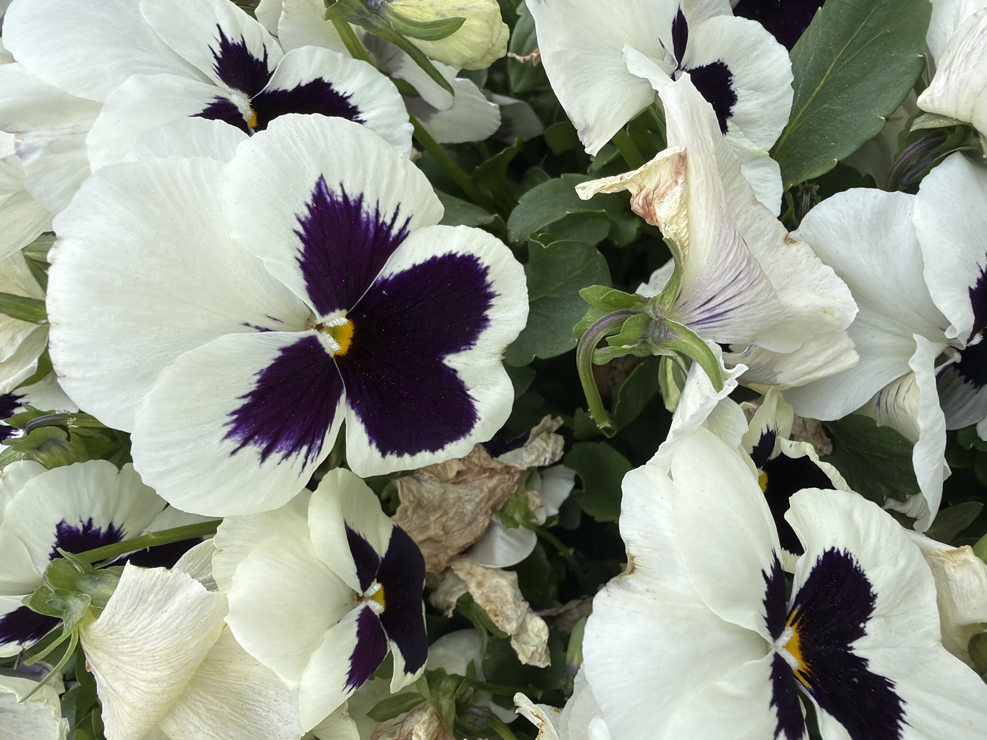 A close-up shot showcases a cluster of white pansies with dark purple centers. The flowers are densely packed together, with a few green leaves visible amongst them. One pansy is particularly prominent, centered in the frame and in full bloom. Some flowers show signs of decay. The location is unknown.