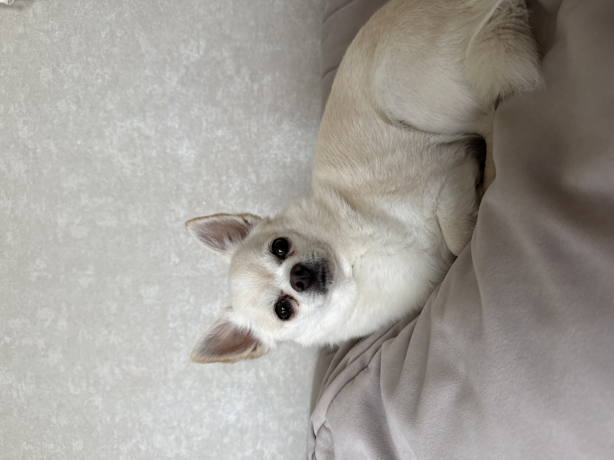 A tan-colored Chihuahua lies on a gray surface, likely a blanket or cushion, in front of a light gray wall. The dog is positioned facing the viewer with its head tilted slightly to the right. The dog has short, tan-colored fur with erect ears and dark brown eyes and a black nose. The lighting in the scene is soft, with even illumination across the dog and background.