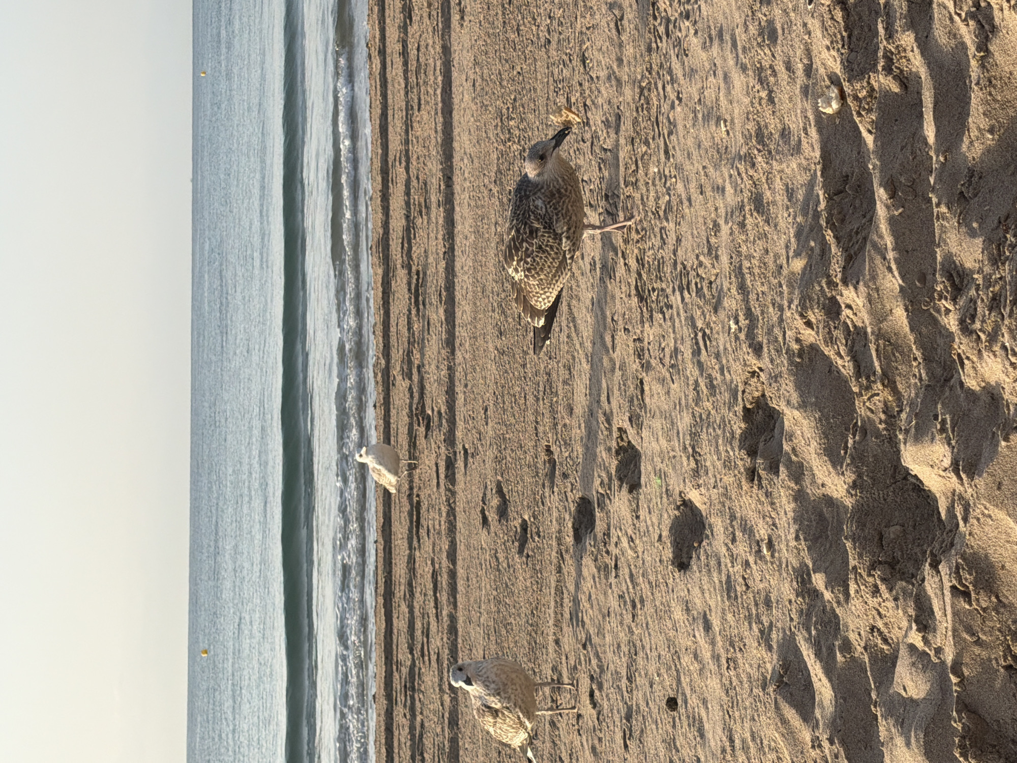 Three seagulls are on the sandy beach of El Campello, Spain. The seagull in the foreground right is bending down to eat something. Another seagull is to the left, looking at the camera. A third seagull is further back, facing away from the camera. The sea is in the background with gentle waves. The sky is clear and light. There are footprints in the sand.
