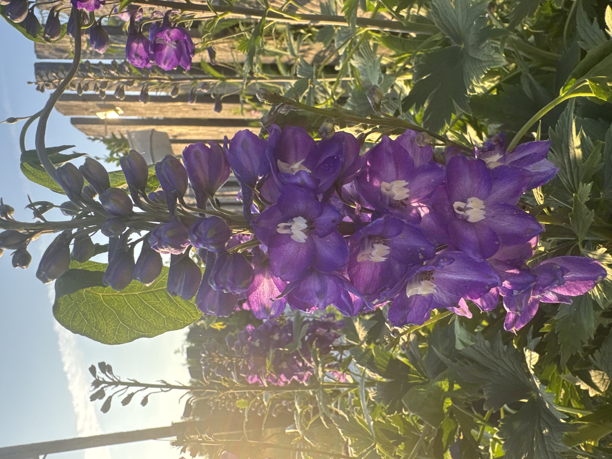 The image shows a close-up, vertical view of a cluster of vibrant purple delphinium flowers. The flowers are in various stages of bloom, with some fully open and revealing their delicate white centers, while others are still in bud form. The bloom stalk is long and slender, with numerous flowers arranged along its length. Behind the flowers, a wooden fence or trellis can be seen, with slats running horizontally. Green foliage of the delphinium plant and other surrounding plants forms a lush backdrop. The lighting suggests it is late afternoon or early evening, as the sun casts a warm, golden glow through the leaves and flowers, creating a slightly hazy, ethereal effect. The sky is a clear blue with a few wispy clouds. The overall mood is serene and natural, capturing the beauty of a garden in bloom. There is no visible text in the image. The location context provided is Pozdyshki, Russia.