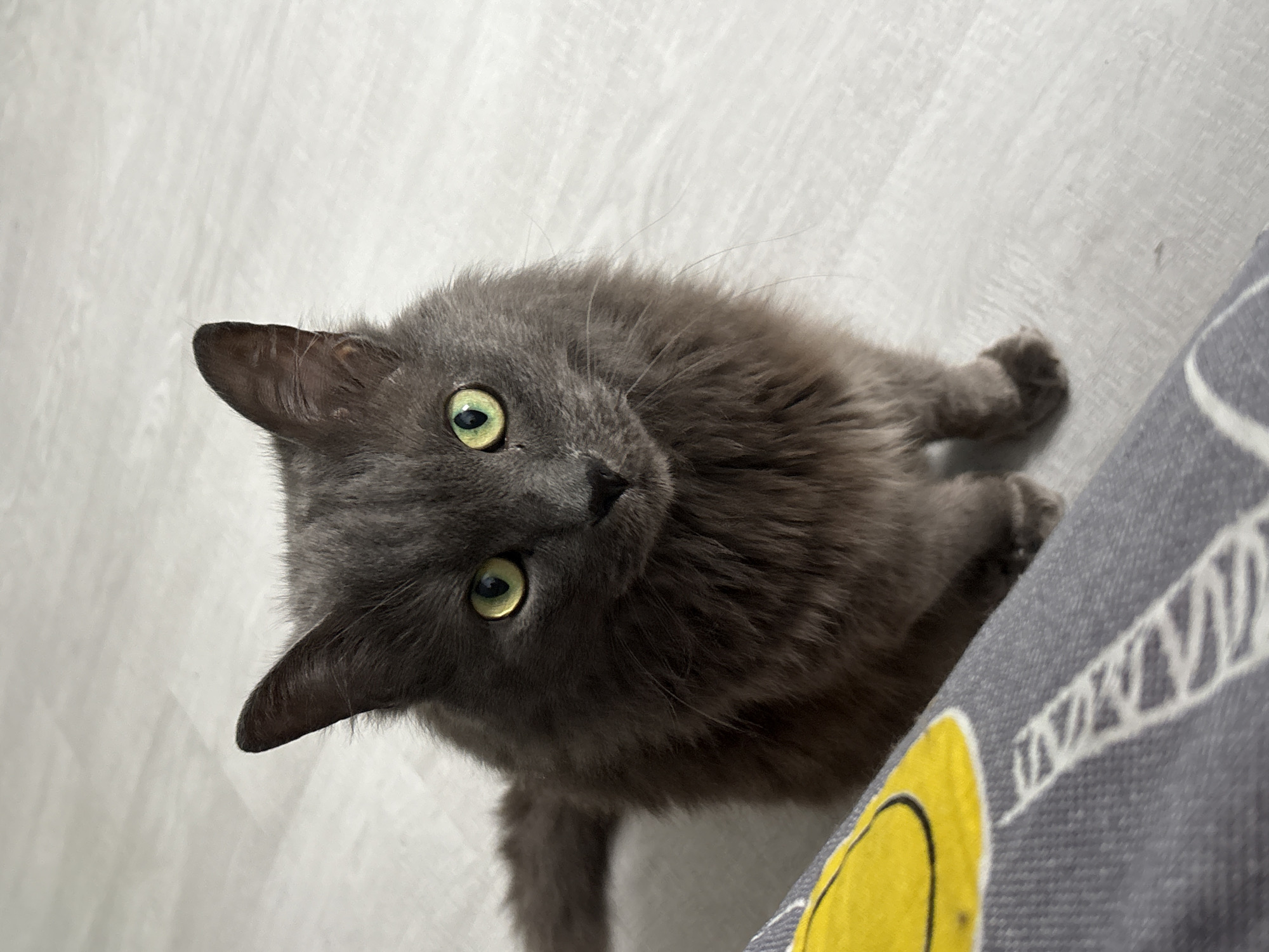 A medium shot captures a fluffy, gray cat with striking green eyes sitting on a light-colored wooden floor. The cat is looking directly at the camera, its ears perked up. In the foreground, a corner of a gray blanket with a yellow smiley face design is visible. The background is out of focus, showing the floor and a wall. There is no indication of the location being Vladivostok, Russia.