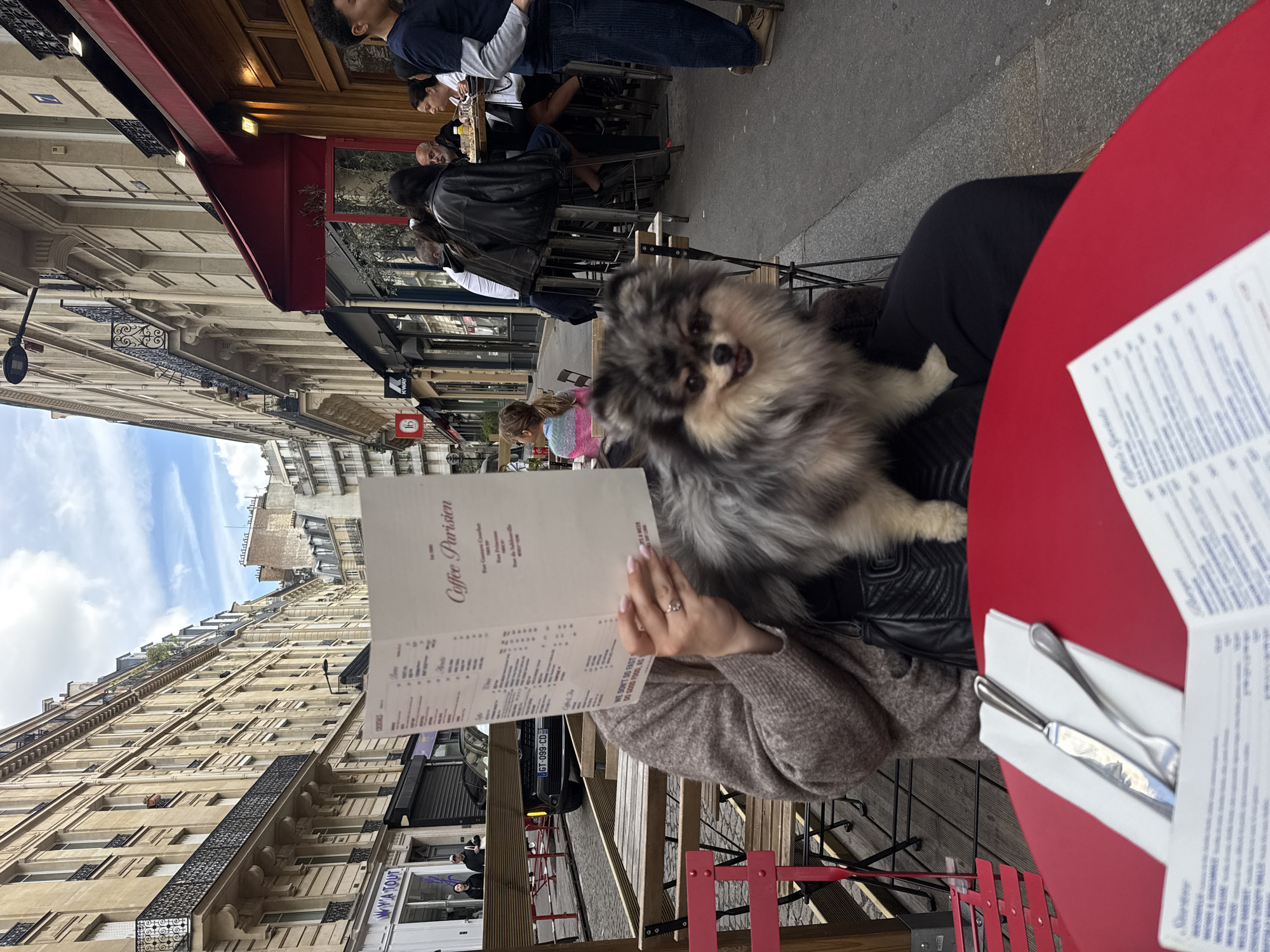 Here is a detailed description of the image:
**Setting:**
The photo appears to be taken in Paris, France, on Rue Gustave Courbet, based on the street name on the restaurant menu. It is an outdoor scene at a cafe, likely during the day.
**Subjects & Objects:**
* **Dog:** A small, fluffy, grey and white Pomeranian dog is prominently featured, held in the lap of a person.
* **Person:** The person is seated at a red, round table. Only their arms and the menu they are holding are visible. They are wearing a beige sweater and a black leather jacket. A ring is visible on one of their fingers.
* **Menu:** The person is holding a "Coffee Parisien" menu, which is partially obscuring their face. The license plate GT-099-CD is visible through the bottom of the menu.
* **Table Setting:** A silverware set wrapped in a napkin is on the red table.
* **Cafe Environment:** There are more tables and chairs visible in the background, with other patrons sitting at them. The cafe seems to be on a sidewalk next to a street.
* **Street:** The street has buildings on both sides.
* **Signage:** There are signs visible for "KWAY" and "W'A TOUT" on the street, suggesting the presence of shops.
**Actions & Interactions:**
* The person is looking at the menu, presumably to order something.
* The dog is perched in the person’s lap, looking towards the camera.
* People are seated at other tables, likely eating or drinking.
**Overall Impression:**
The photo captures a moment at a Parisian cafe with a dog being a prominent part of the scene.