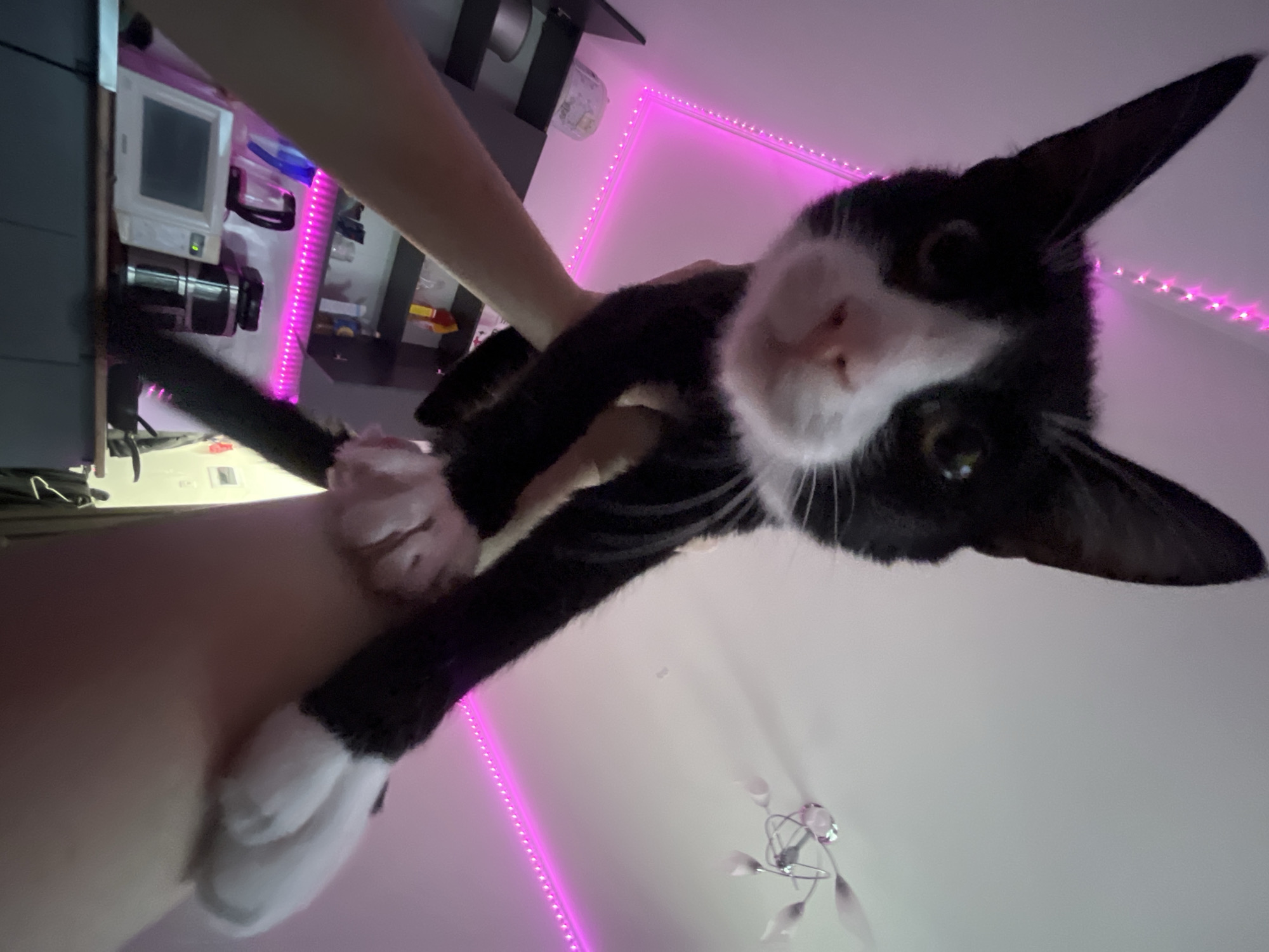 A person is holding a black and white cat in their arms, tilted towards the camera. The cat has large ears and is looking at the camera. In the background, there is a desk with some electronics, and a pink LED strip is illuminating the wall. There is also a modern chandelier visible on the ceiling. The scene is indoors. There is no specific indication that the location is Saint Petersburg, Russia.