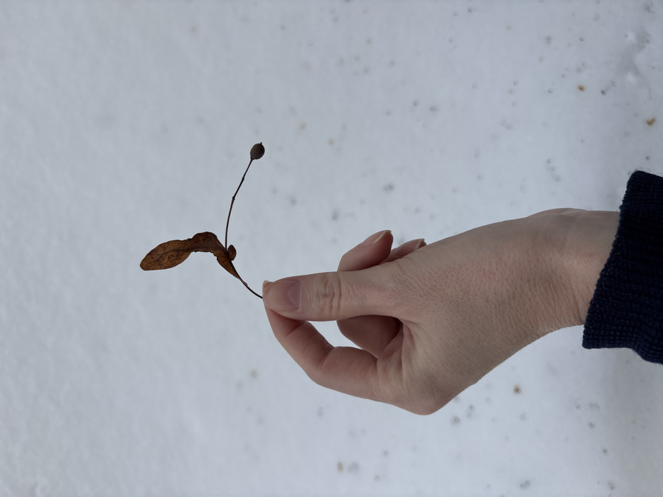 A fair-skinned human hand, likely an adult's, holds a dried, brown plant specimen against a snowy background. The hand grasps the thin stem of the specimen between the thumb and index finger. The plant specimen consists of a dried, leaf-like samara approximately 3-4 cm long, brown in color, attached to a slender stem. The stem extends further to the right, ending in a small, dark, ovoid seed pod or fruit. The wrist of the hand is partially visible, showing the cuff of a dark blue or black long-sleeved garment. The background consists entirely of white snow, scattered with numerous small, dark, irregular specks. The scene takes place in Velikiye Luki, Russia.
