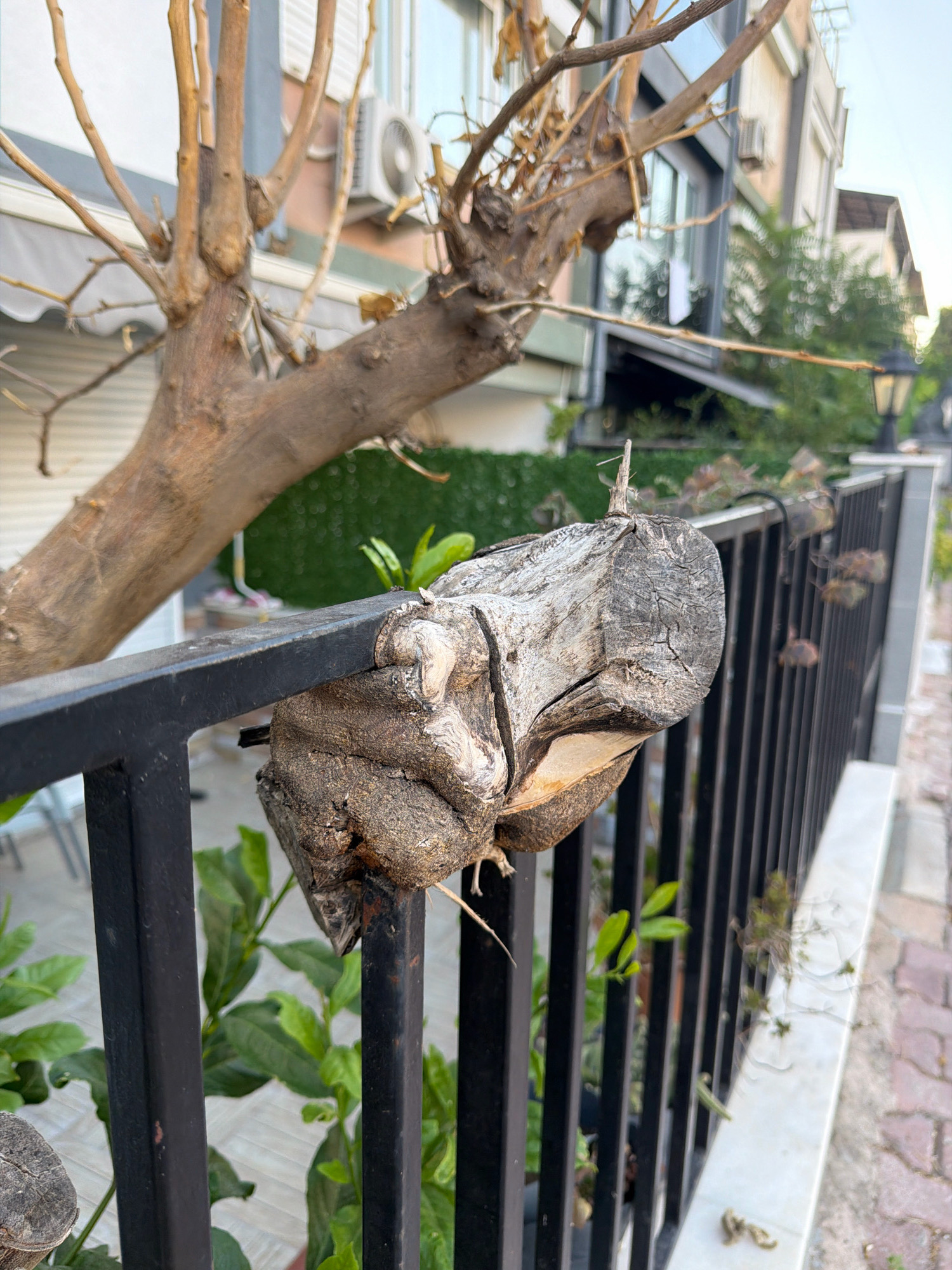 A close-up shot focuses on a weathered, gnarled tree branch that has grown through and is lodged on a black metal fence. The branch, aged and cracked, displays intricate textures and patterns. Behind the fence, lush green foliage is visible, suggesting an outdoor setting. In the background, a building with windows and an air conditioning unit is partially seen, along with other residential structures and a street. The scene appears to be captured in the city of Antalya, Turkey, likely in a residential or commercial area where urban elements blend with nature. The lighting suggests it is either early morning or late afternoon, with soft, diffused light.
