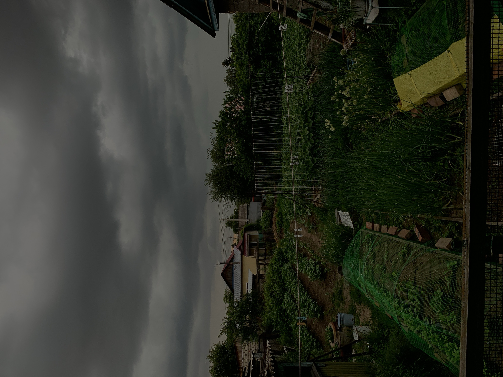 The image depicts a rural backyard garden in Belogorsk, Russia, under a dark, overcast sky. The scene is dominated by lush green vegetation, with rows of plants and garden beds visible. Several structures are present, including a house with a red roof, a brick building, and a wooden shed. A wooden ladder leans against the brick building, suggesting ongoing work or maintenance. A clothesline with clothespins is strung across part of the yard. Two garden beds are covered with green netting, and another is partially covered by a yellow tarp. The overall impression is one of a working garden in a somewhat rustic setting, with the weather indicating a potential for rain.