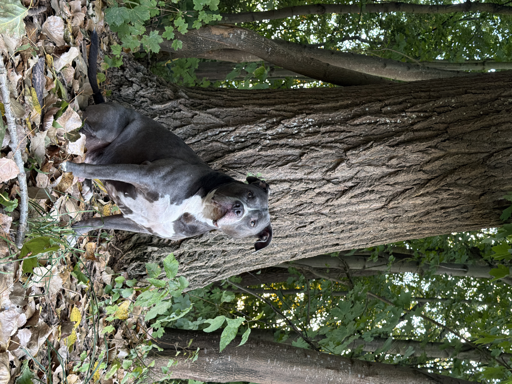 A grey and white Pit Bull is sitting on the ground among fallen leaves, next to a large tree with rough bark. The dog has a white chest and white markings on its face. Behind the dog, several trees with green foliage are visible, suggesting an outdoor, wooded environment. The lighting indicates it may be daytime. The scene is likely a park or natural area within Schifflange, Luxembourg.