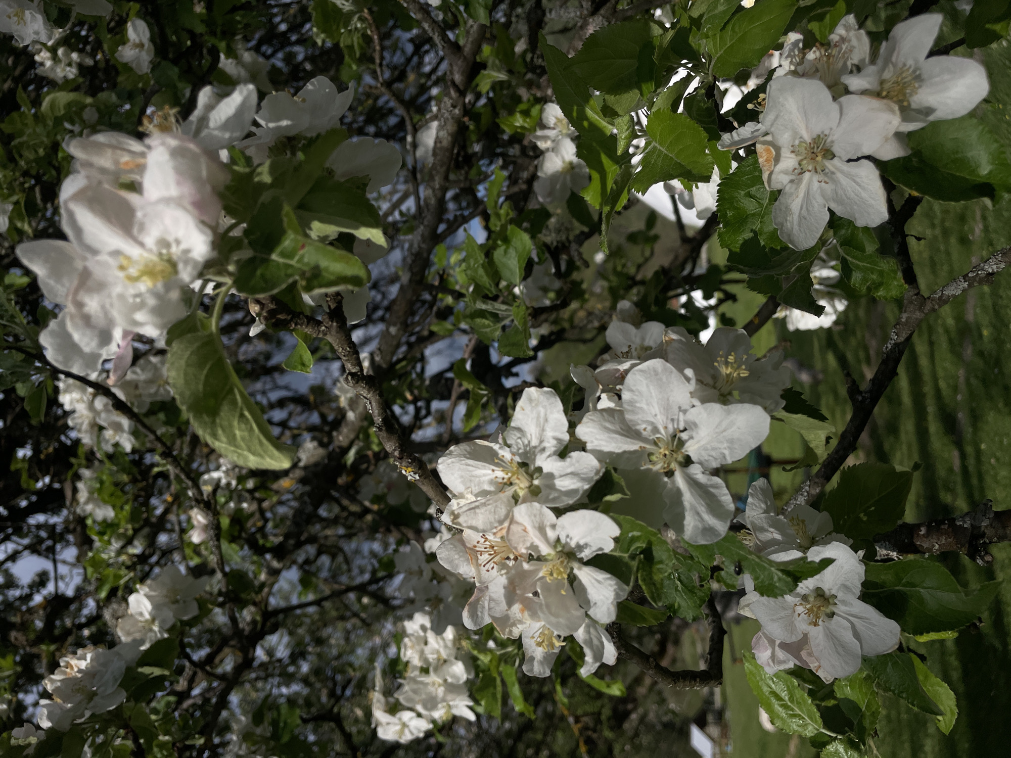 The image shows a close-up view of blooming apple blossoms against a backdrop of branches, leaves, and glimpses of the sky. Some grass can be seen at the top-right of the image. The composition is dominated by the white flowers in various stages of bloom. The overall impression is that of a natural setting, likely a garden or orchard. The location is uncertain, so the city of Polja, Montenegro cannot be confirmed from the image alone.