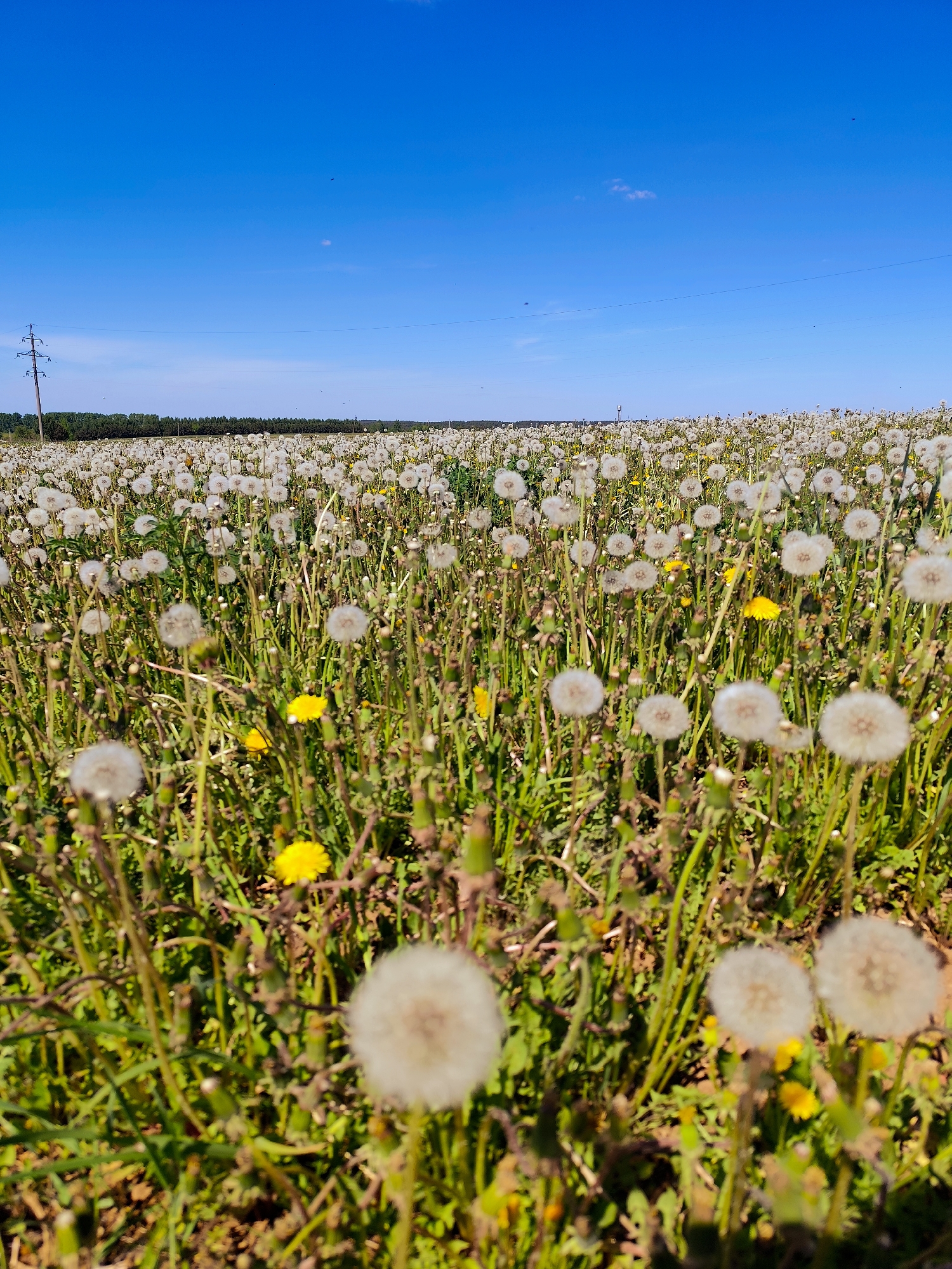 The image depicts a field of dandelions in Фоки, Russia, under a clear blue sky. The foreground features numerous dandelion seed heads, with some yellow dandelion flowers interspersed among them. The field stretches towards the horizon, where a line of trees is visible. An electrical transmission tower is present on the left side of the frame, near the treeline.
