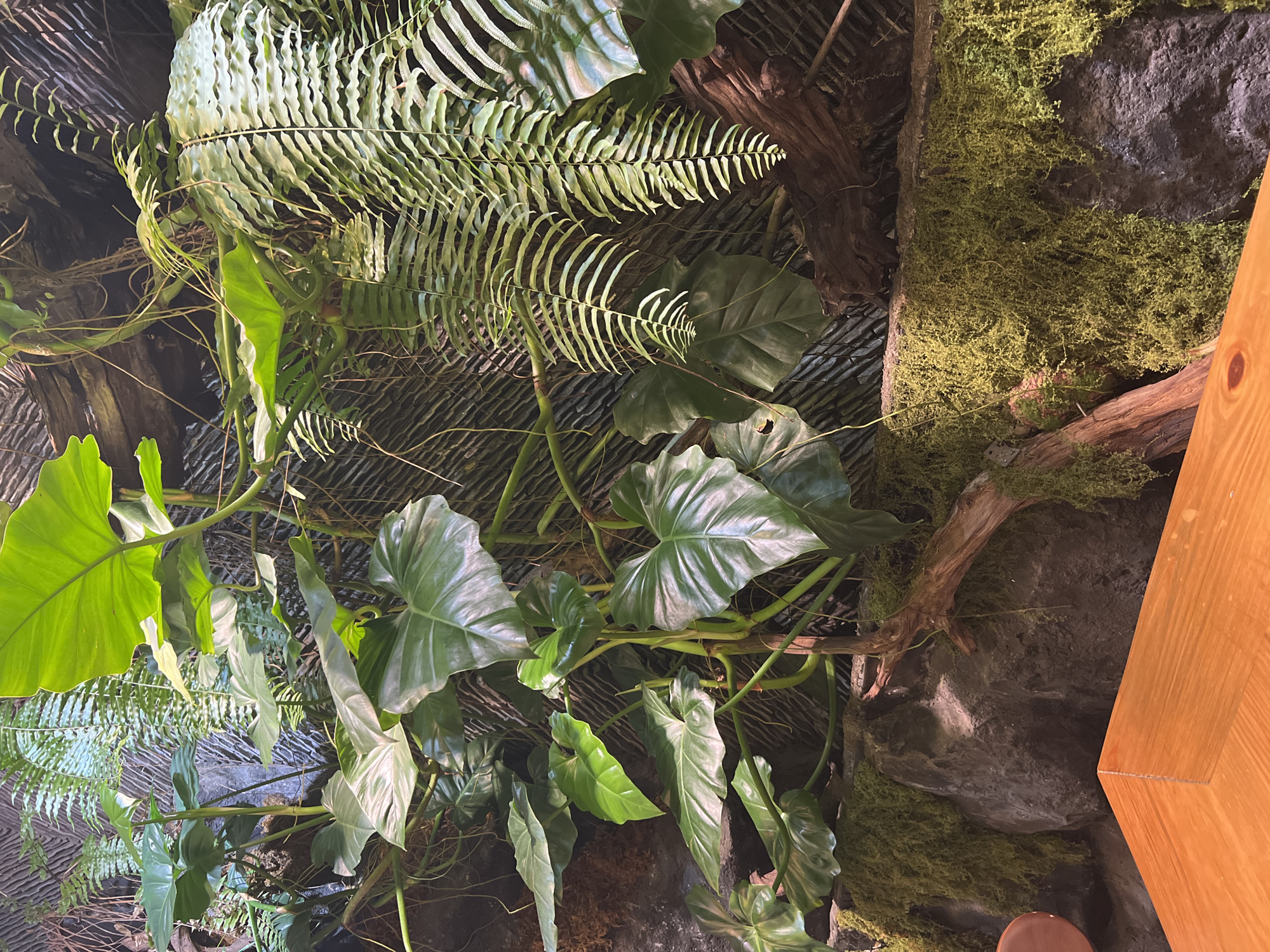 The image shows a lush vertical garden display. Ferns with delicate, linear leaves cascade from the top. Large, glossy green philodendron leaves fill the lower portion of the frame, supported by green stems. The background features simulated rocky textures covered in moss and artificial lattice and driftwood. A portion of a wooden surface is visible in the bottom right. The image provides no details about the location and can not be identified as Nha Trang, Vietnam.